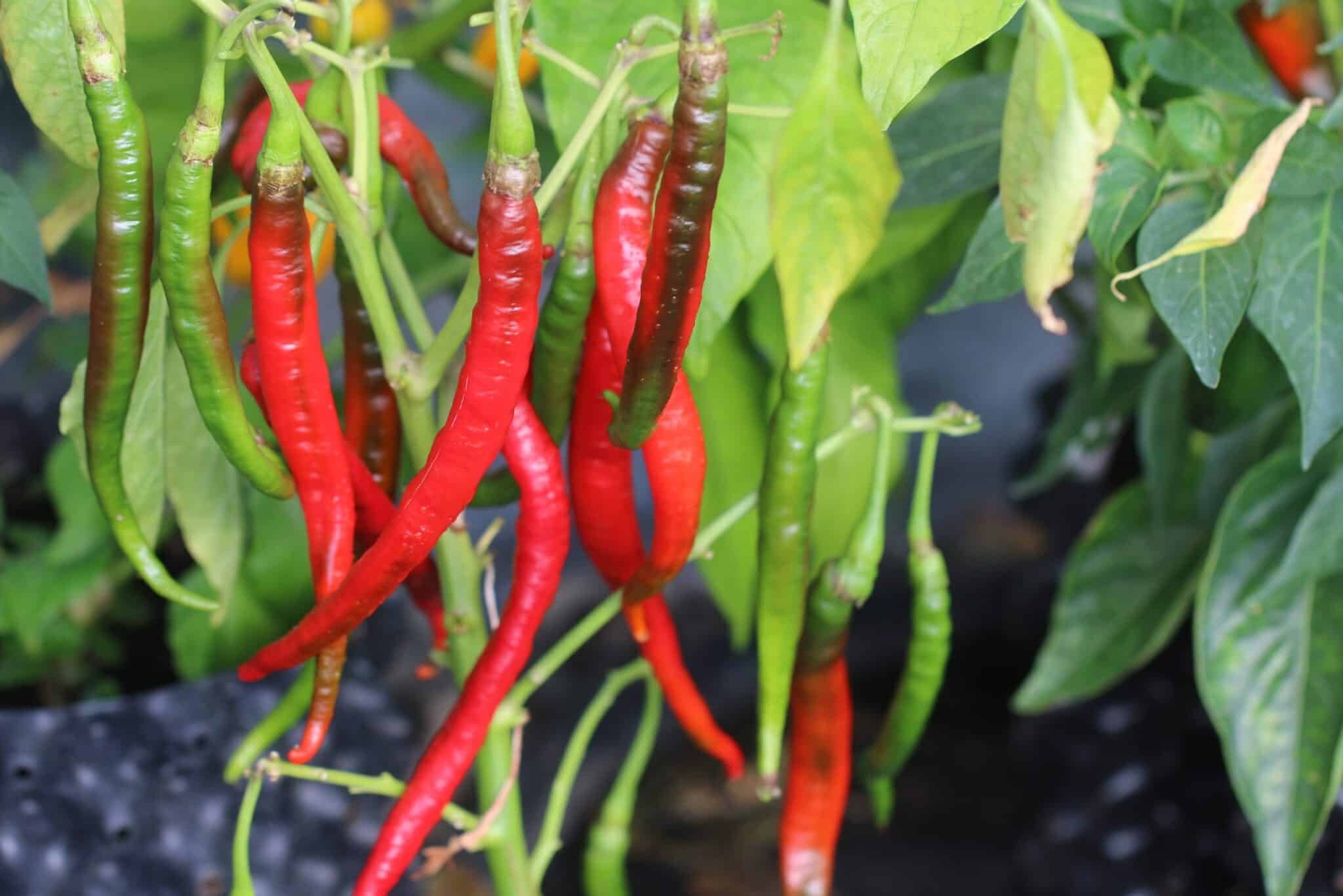 Köp Demre - Chilifrön online hos Svenska Frön Demre - Svenskodlade chilifrön från Svenska Frön