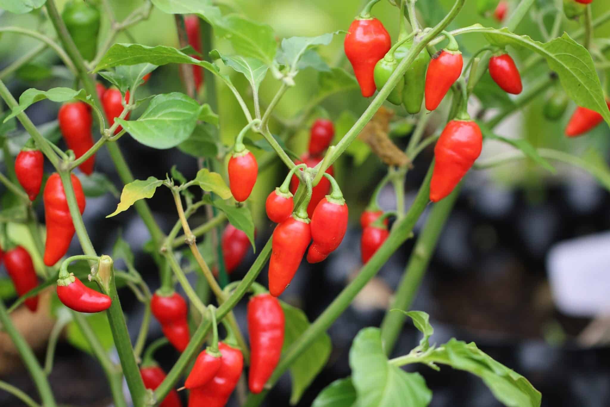 Köp Diomar - Chilifrön online hos Svenska Frön Diomar - Svenskodlade chilifrön från Svenska Frön