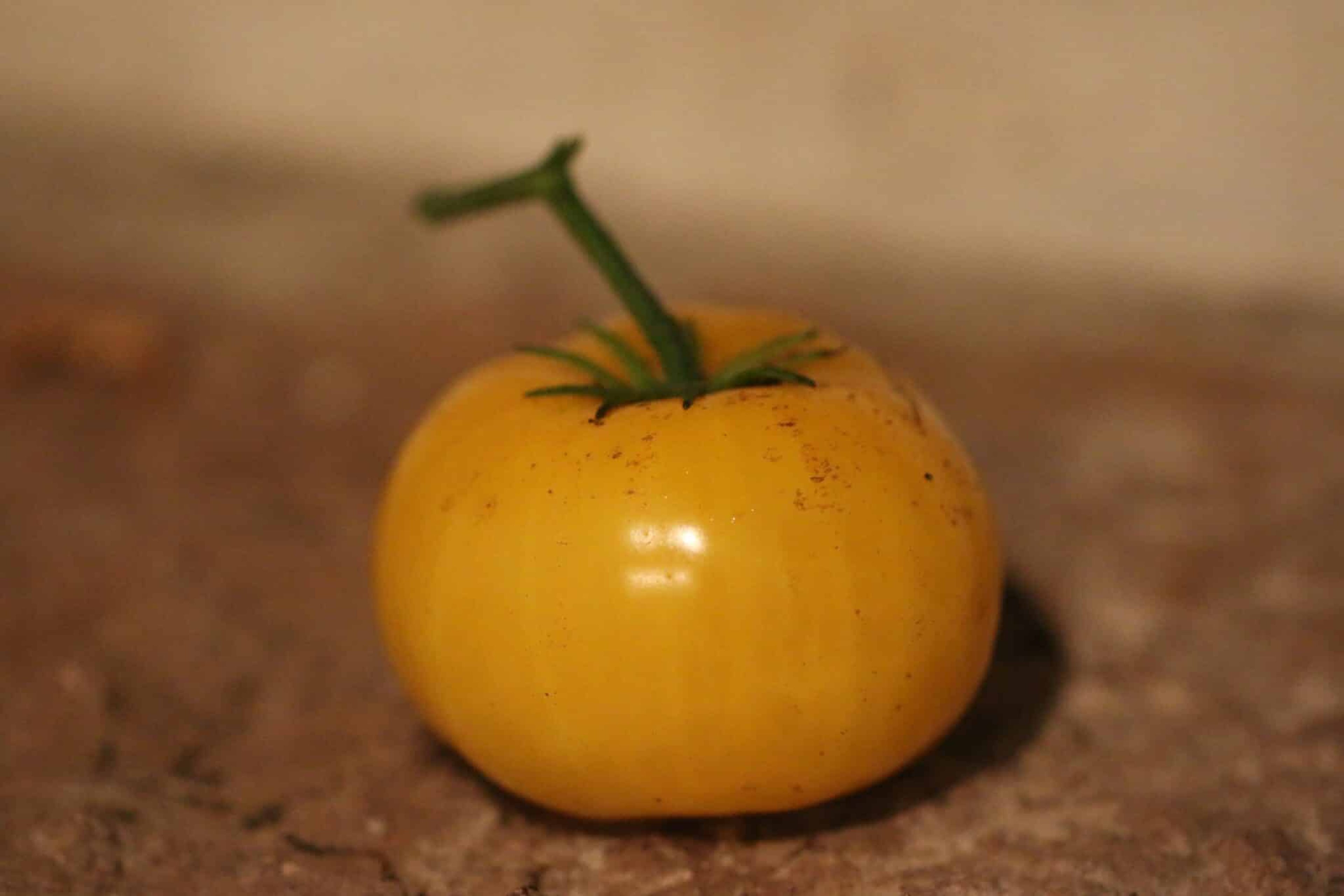 Yellowstone - Svenskodlade tomatfrön från Svenska Frön