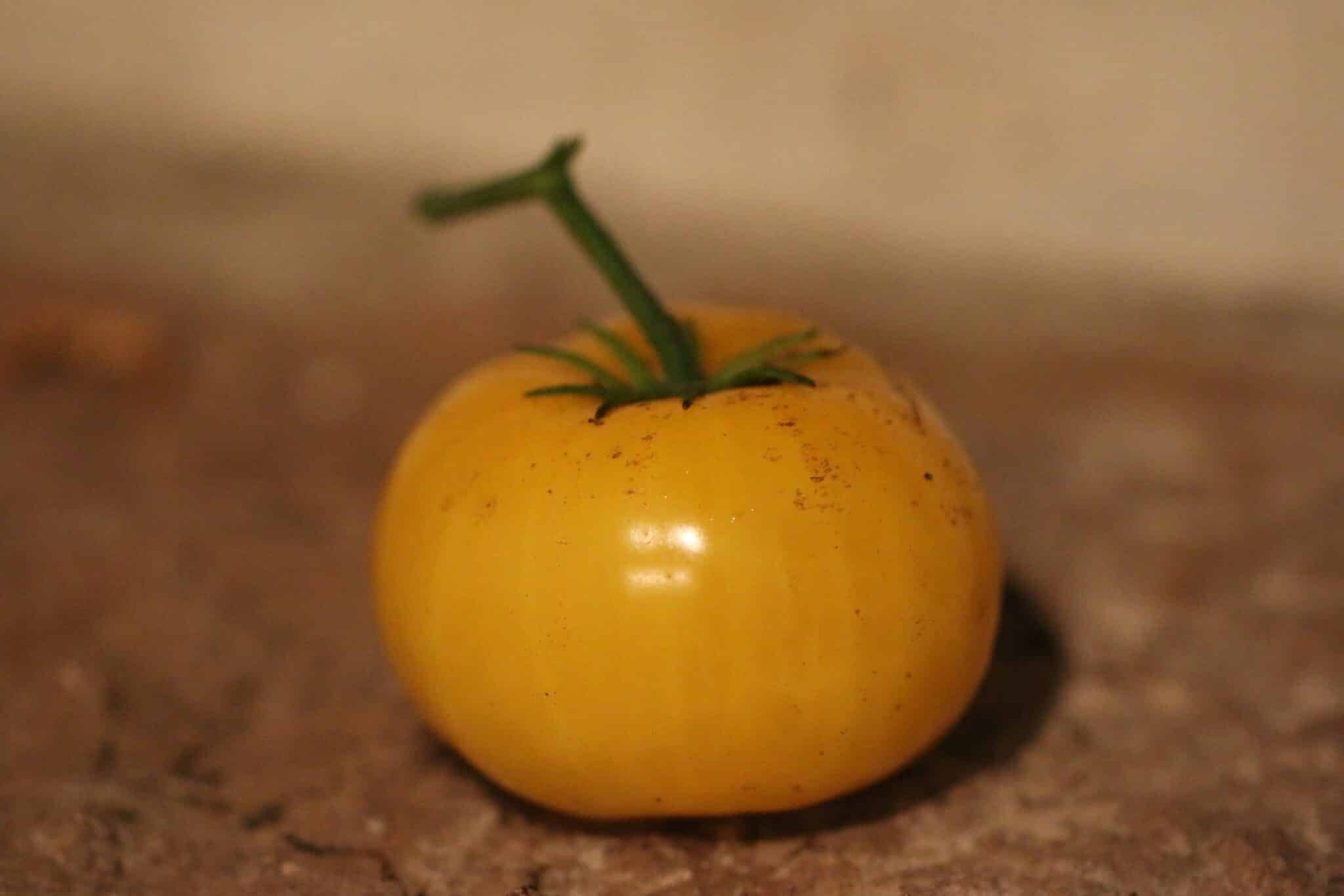 Köp Yellowstone - Tomatfrön online hos Svenska Frön Yellowstone - Svenskodlade tomatfrön från Svenska Frön