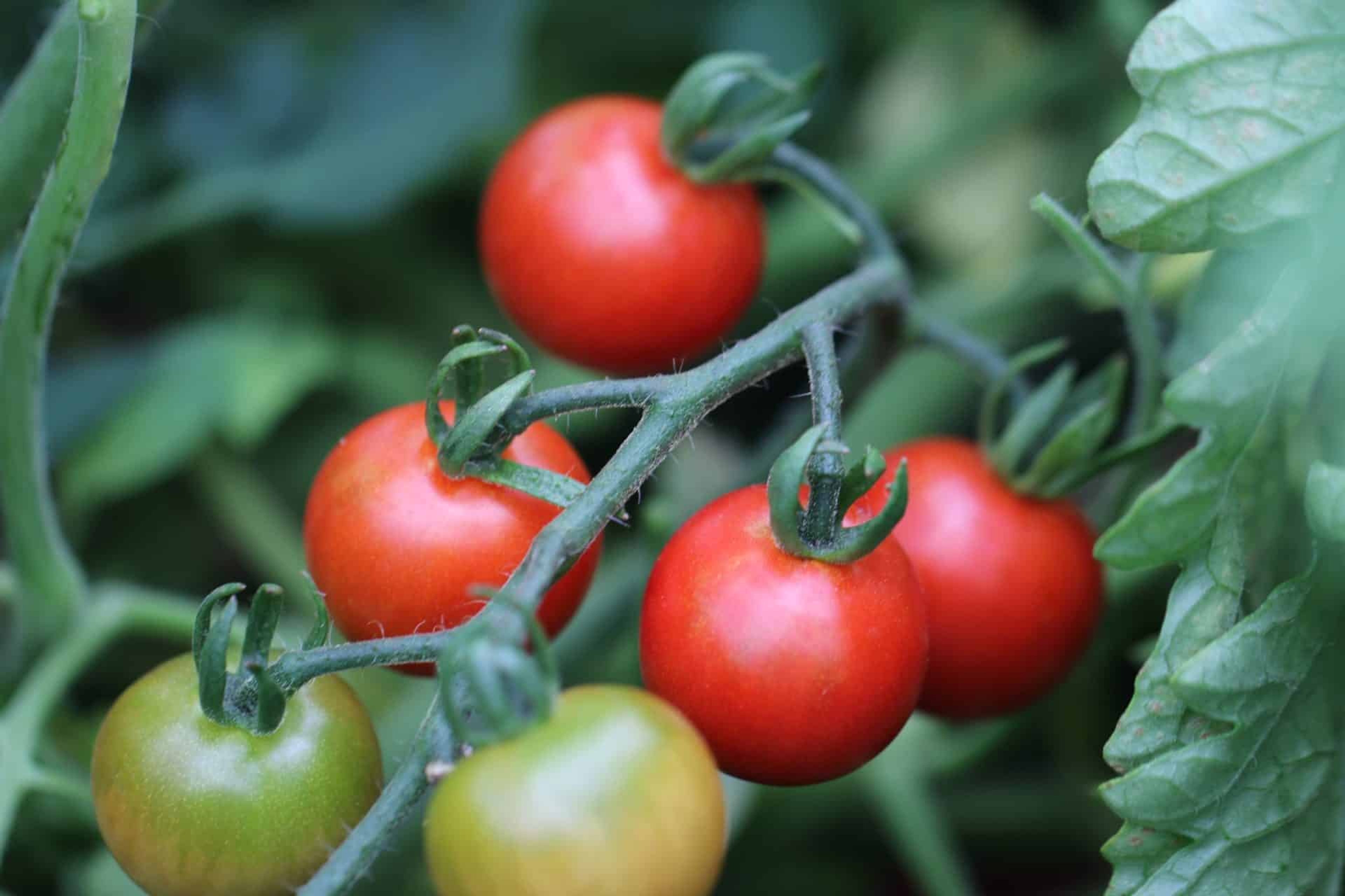 Zuckertraube - Svenskodlade tomatfrön från Svenska Frön