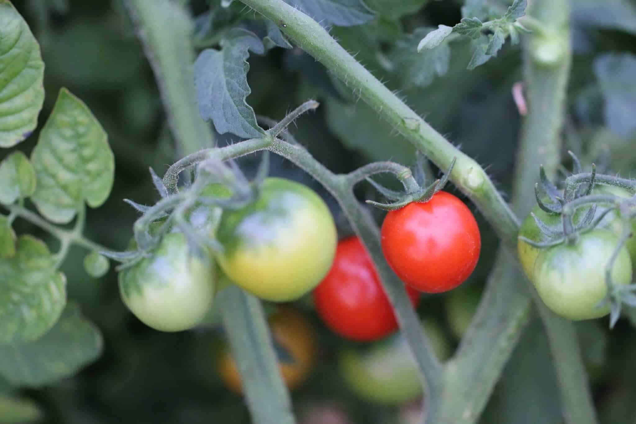 Köp Gardener's Delight - Tomatfrön online hos Chilifrön.se Röda Gardener's Delight-körsbärstomater med exceptionell sötma