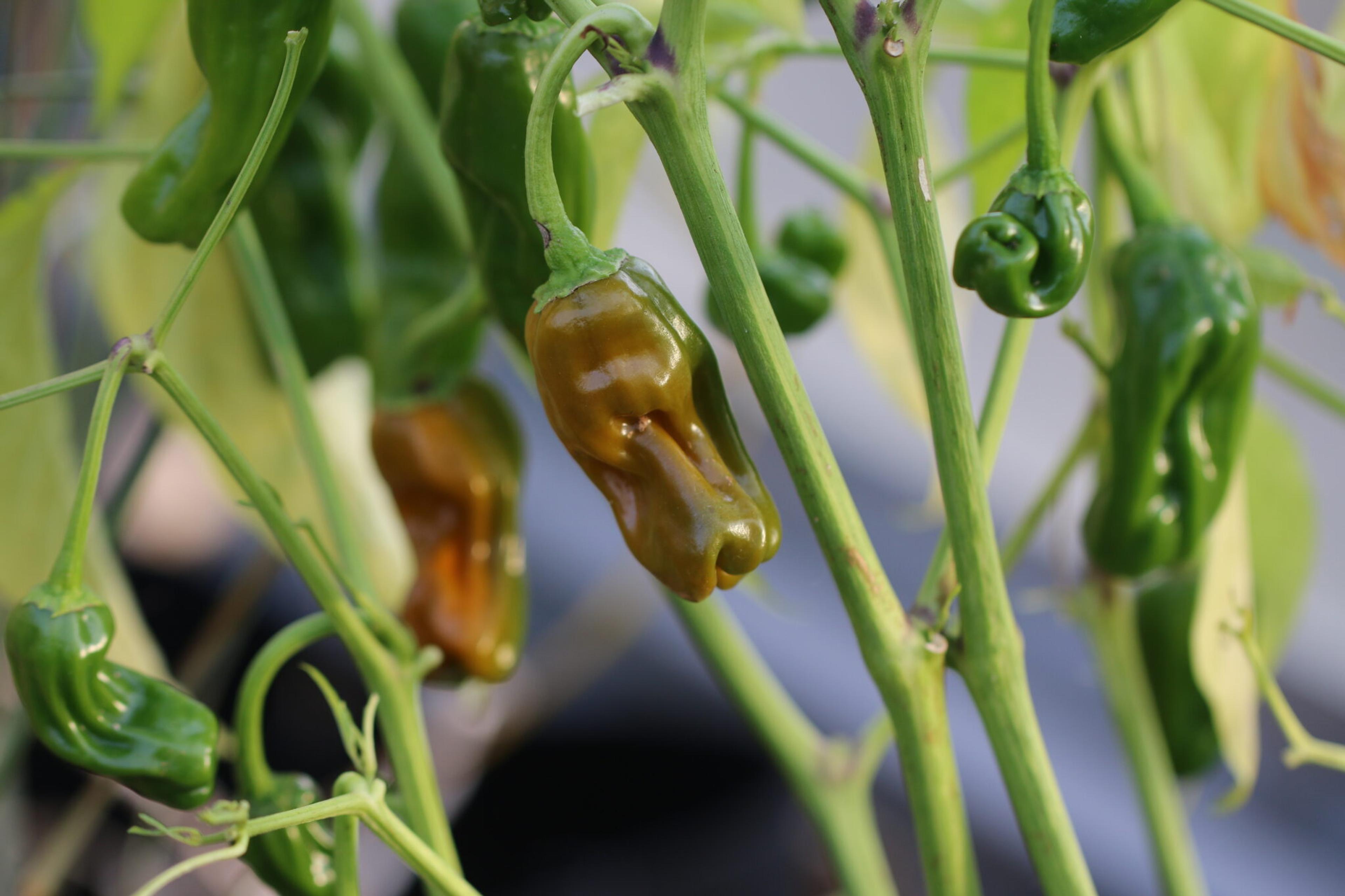 Lucifer´s Dream Yellow miniatyrbild 2