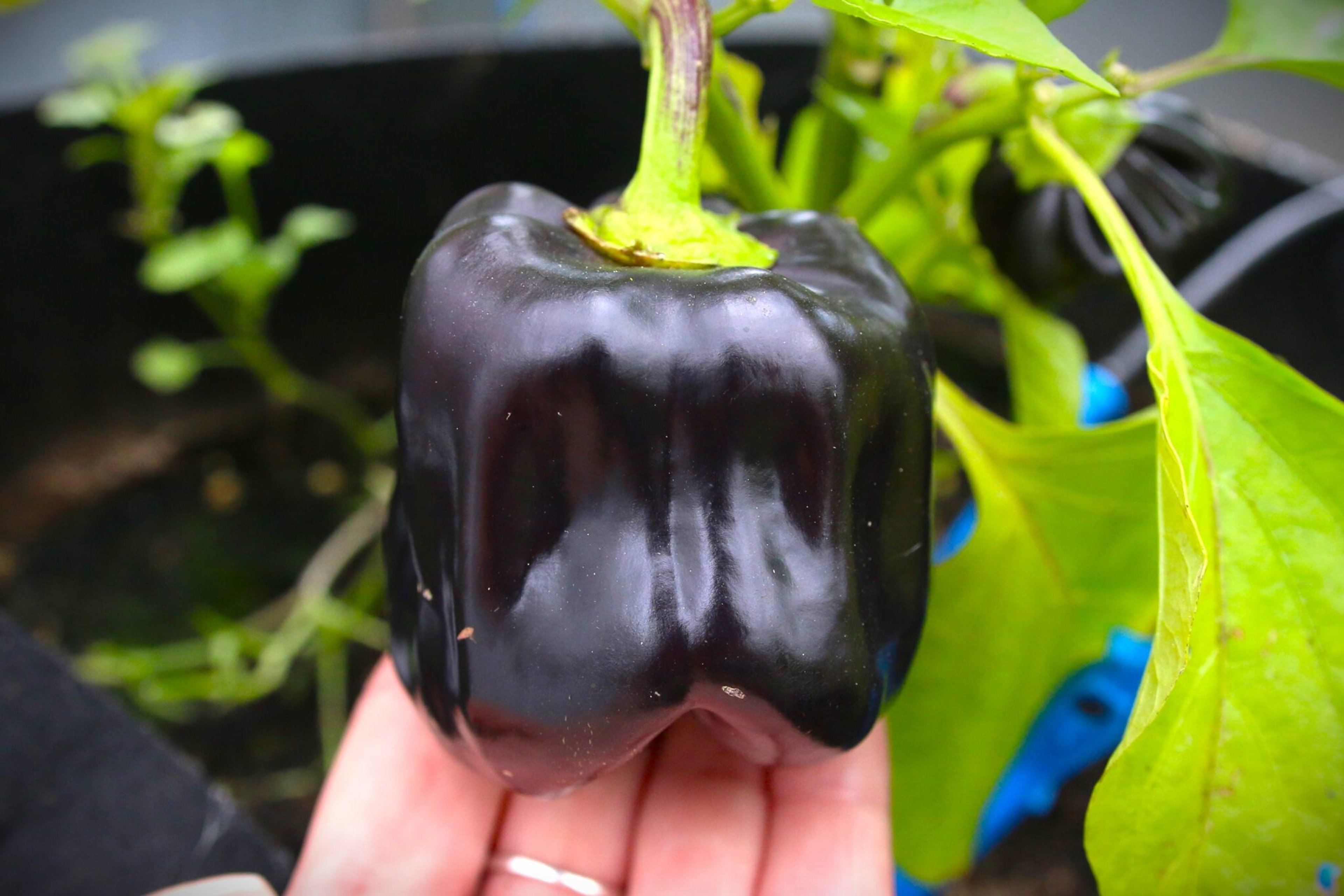 Purple Bell - Svenskodlade chilifrön från Svenska Frön