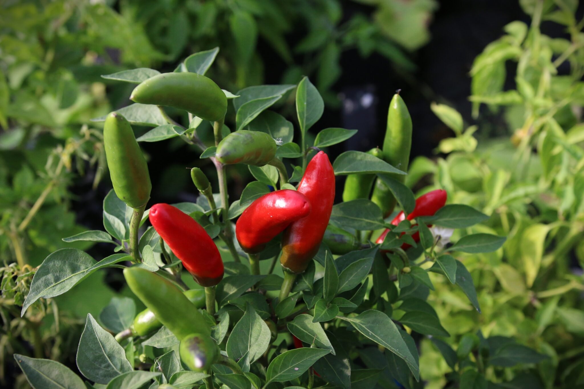 Köp Holly-Anne - Chilifrön online hos Svenska Frön Holly-Anne - Svenskodlade chilifrön från Svenska Frön