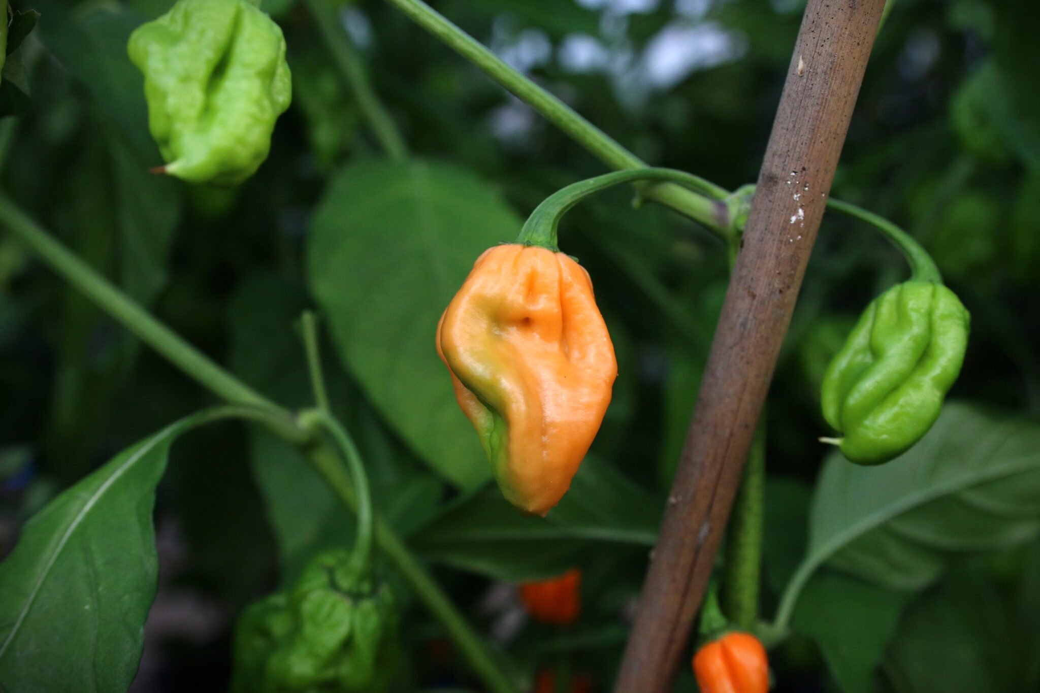 Köp Orange Ghost - Chilifrön online hos Svenska Frön Orange Ghost - Svenskodlade chilifrön från Svenska Frön