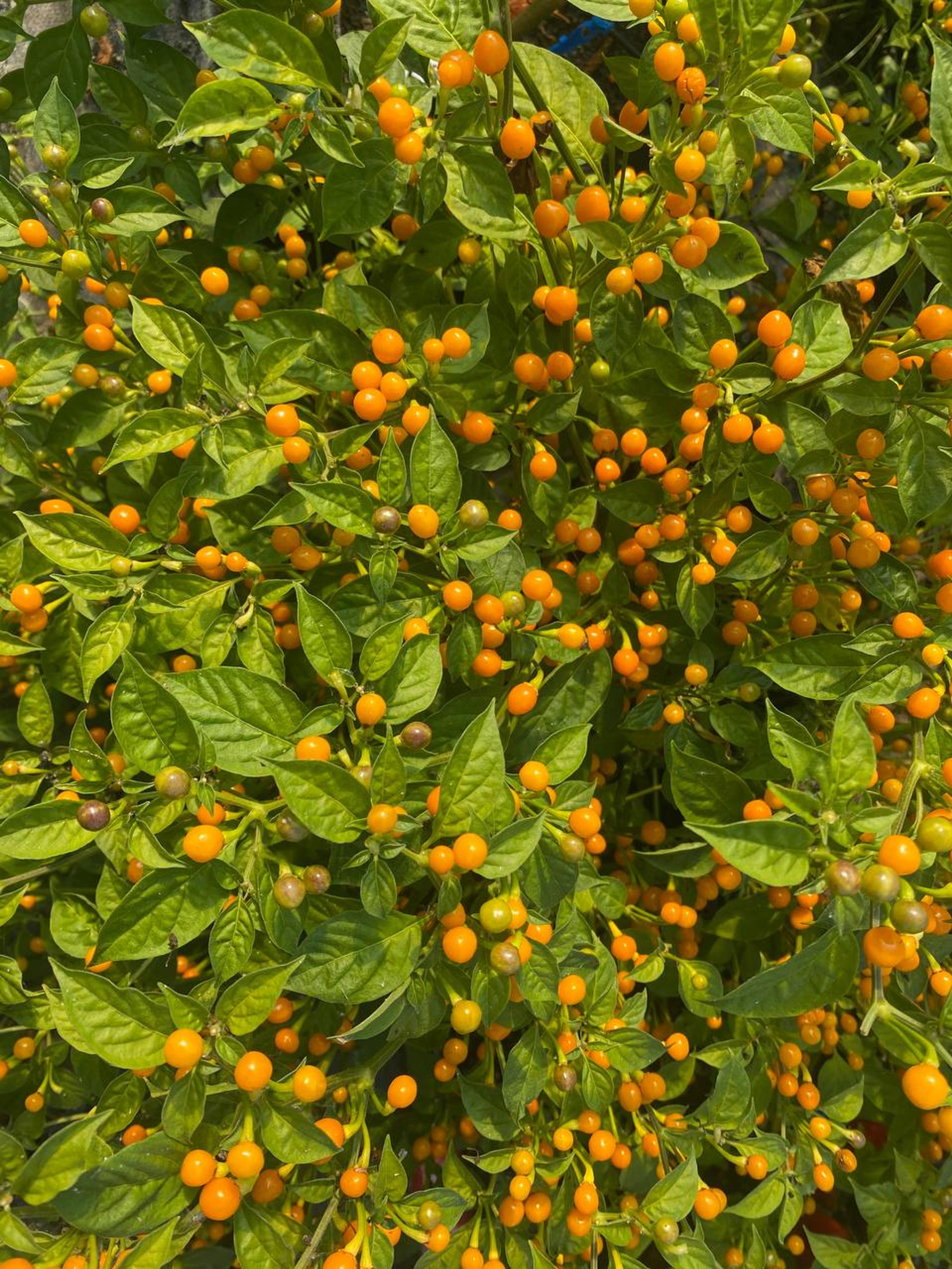 Aji Charapita miniatyrbild 3