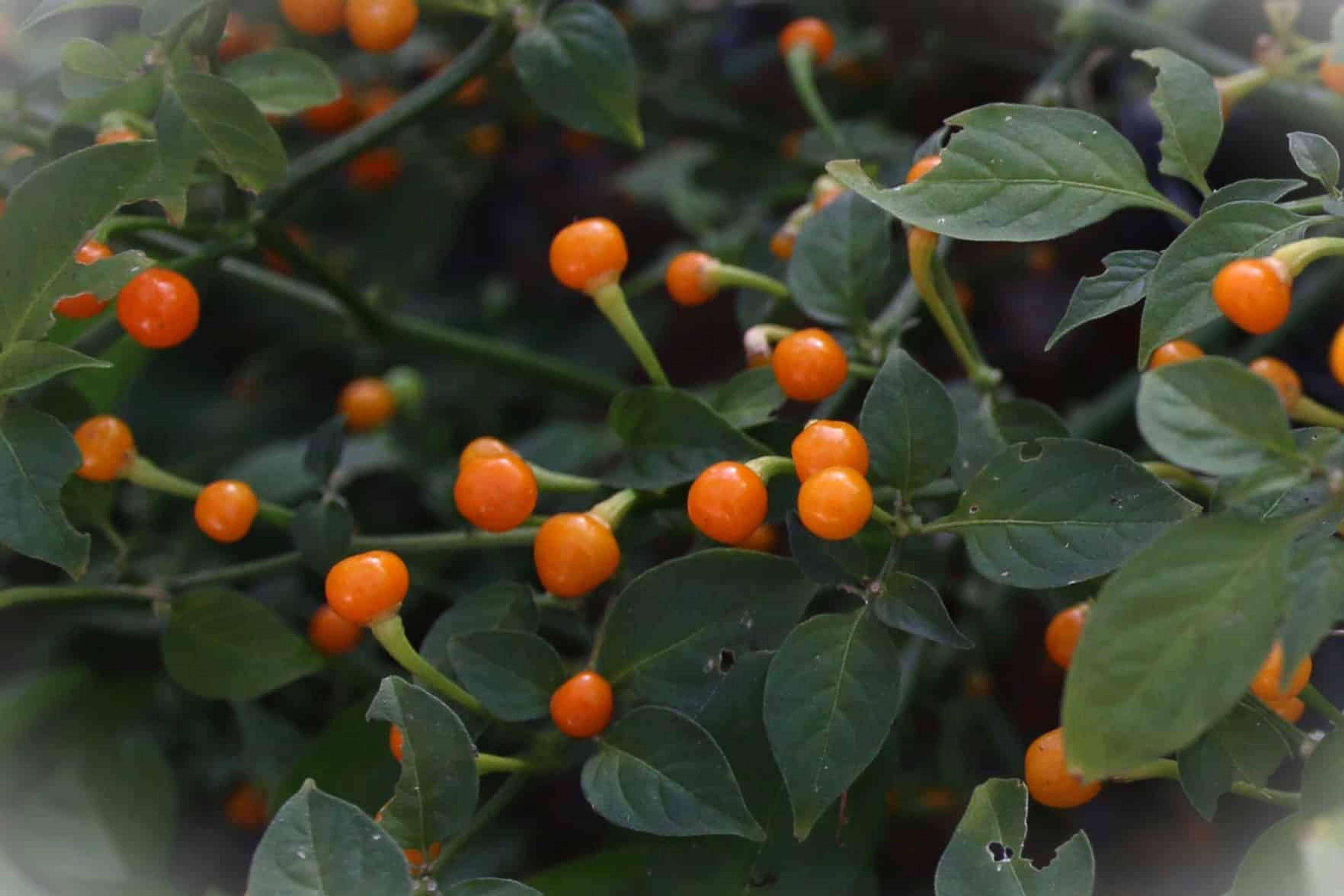 Aji Charapita miniatyrbild 2