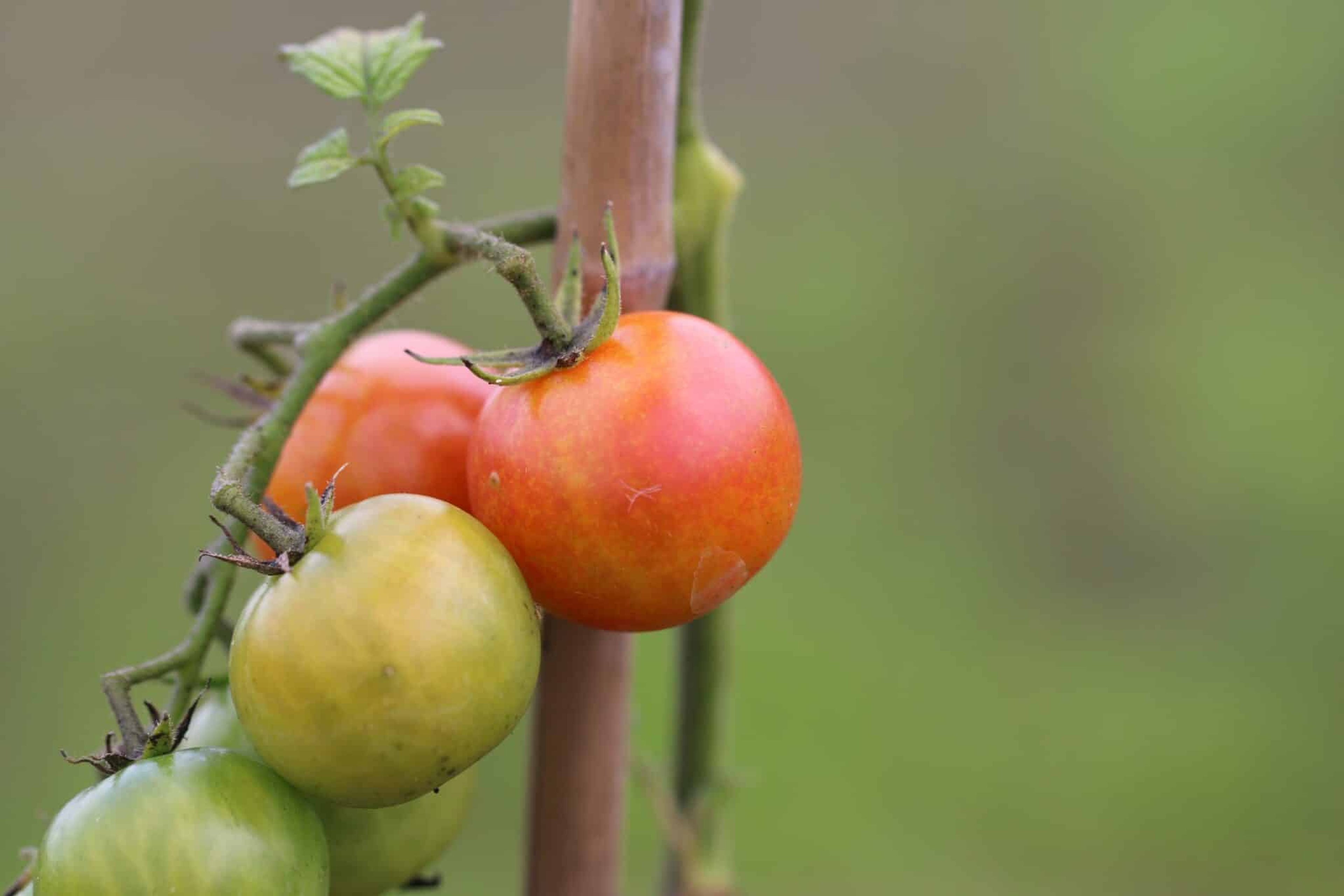 Isis Candy Cherry - Svenskodlade tomatfrön från Svenska Frön