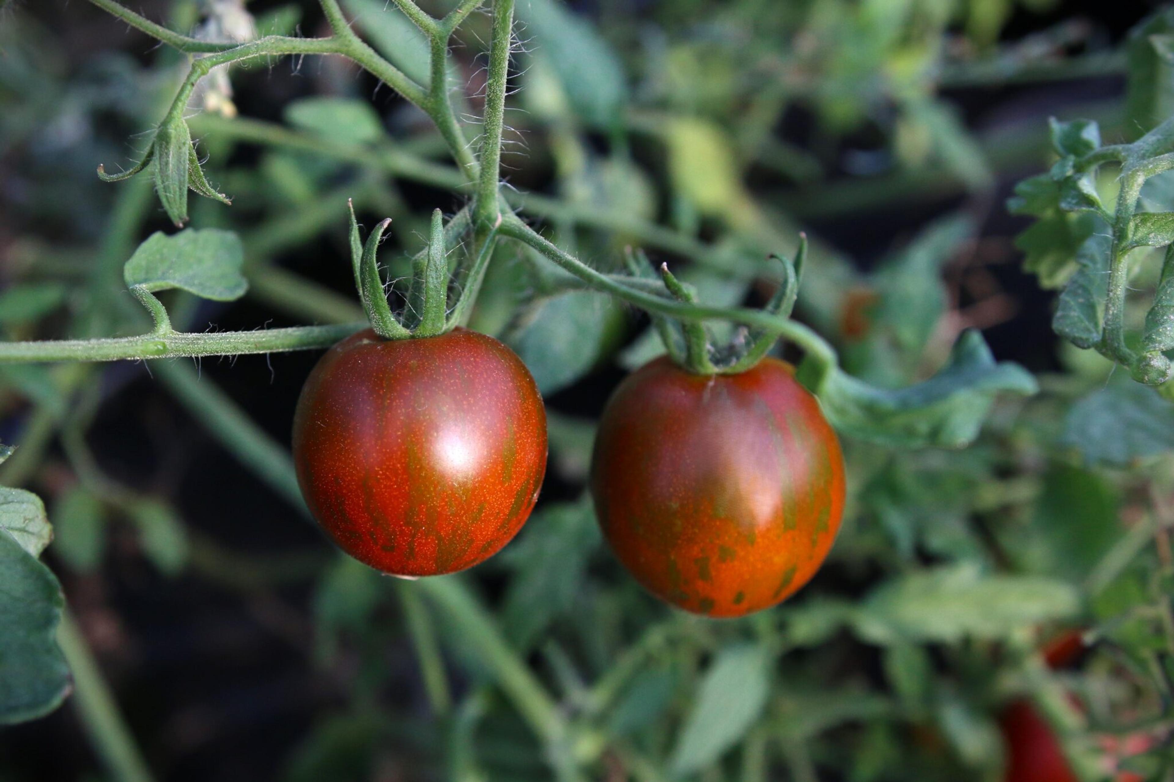 Tumbling Jester miniatyrbild 2