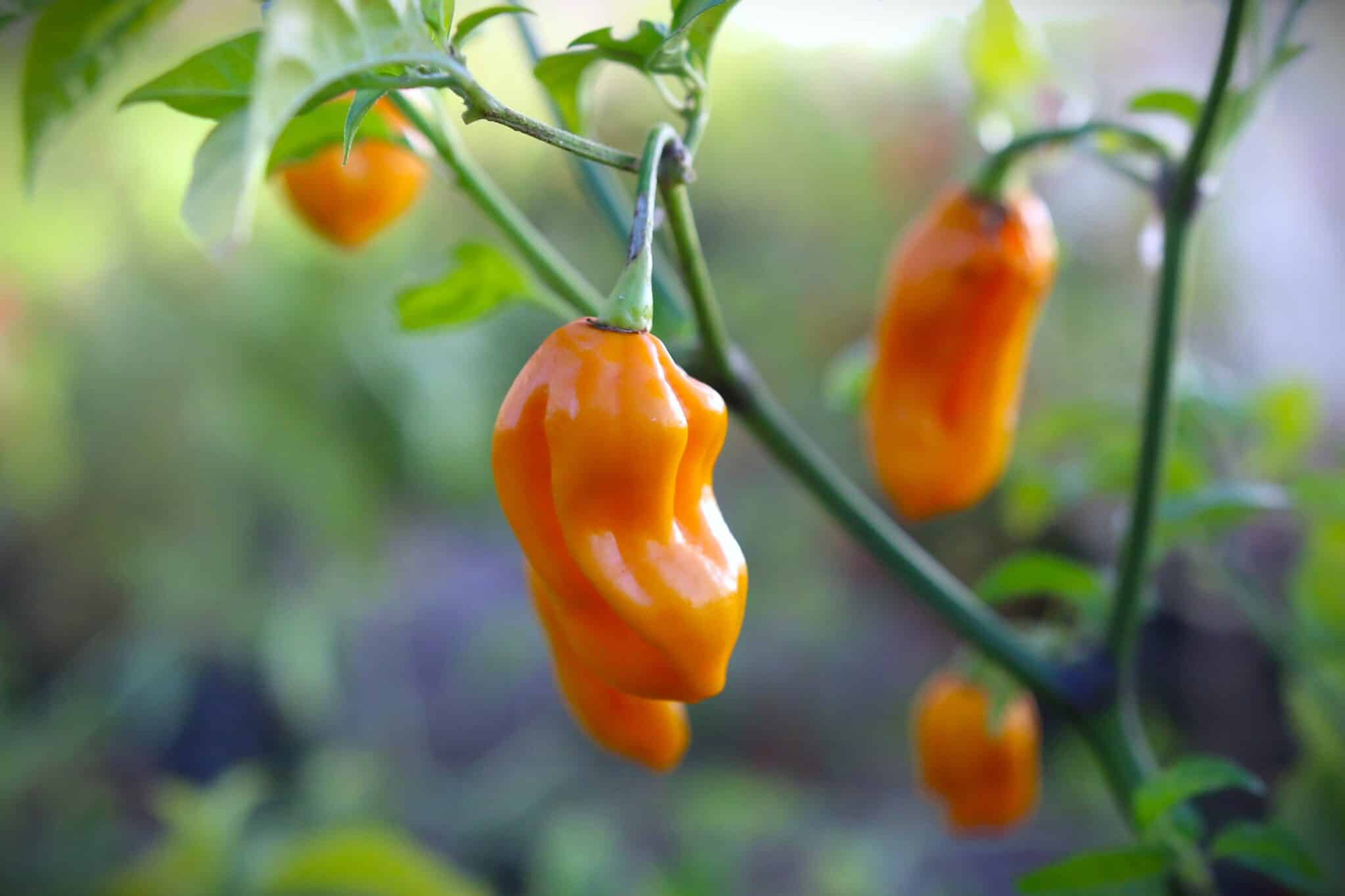 Habanero Tabaquite - Svenskodlade chilifrön från Svenska Frön