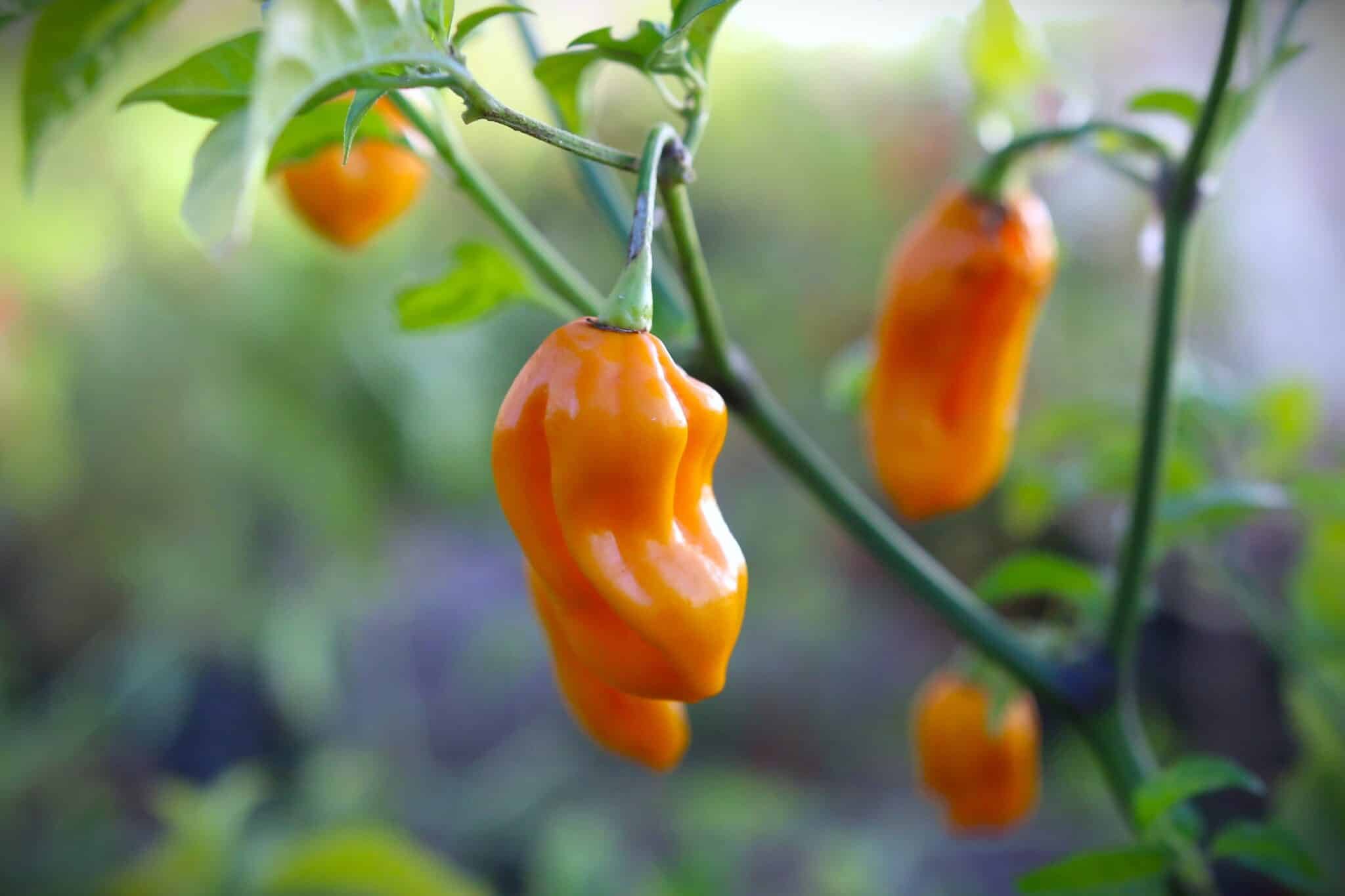 Köp Habanero Tabaquite - Chilifrön online hos Svenska Frön Habanero Tabaquite - Svenskodlade chilifrön från Svenska Frön