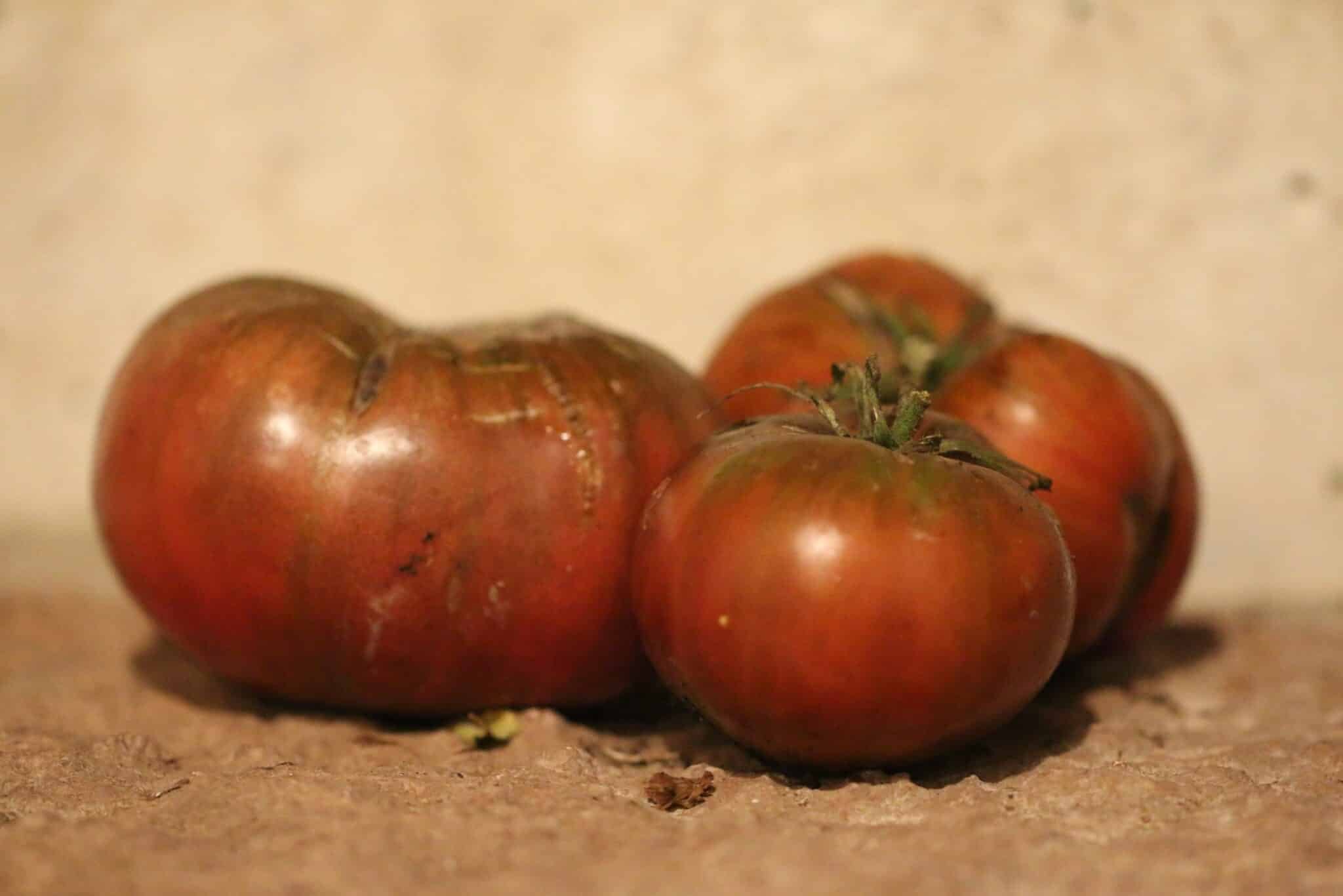 Köp Cherokee Purple - Tomatfrön online hos Svenska Frön Cherokee Purple - Svenskodlade tomatfrön från Svenska Frön