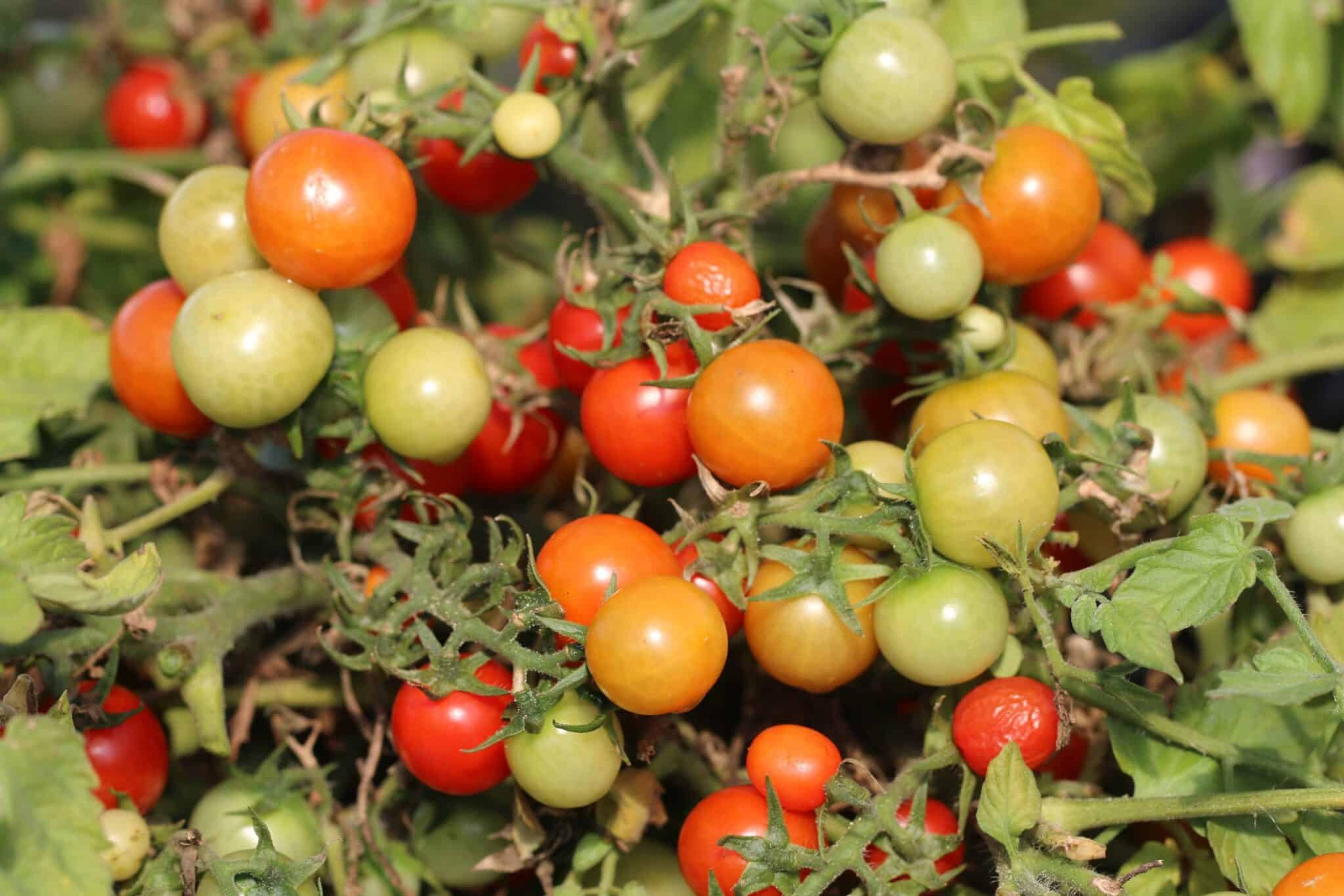 BAJAJA miniatyrbild 2