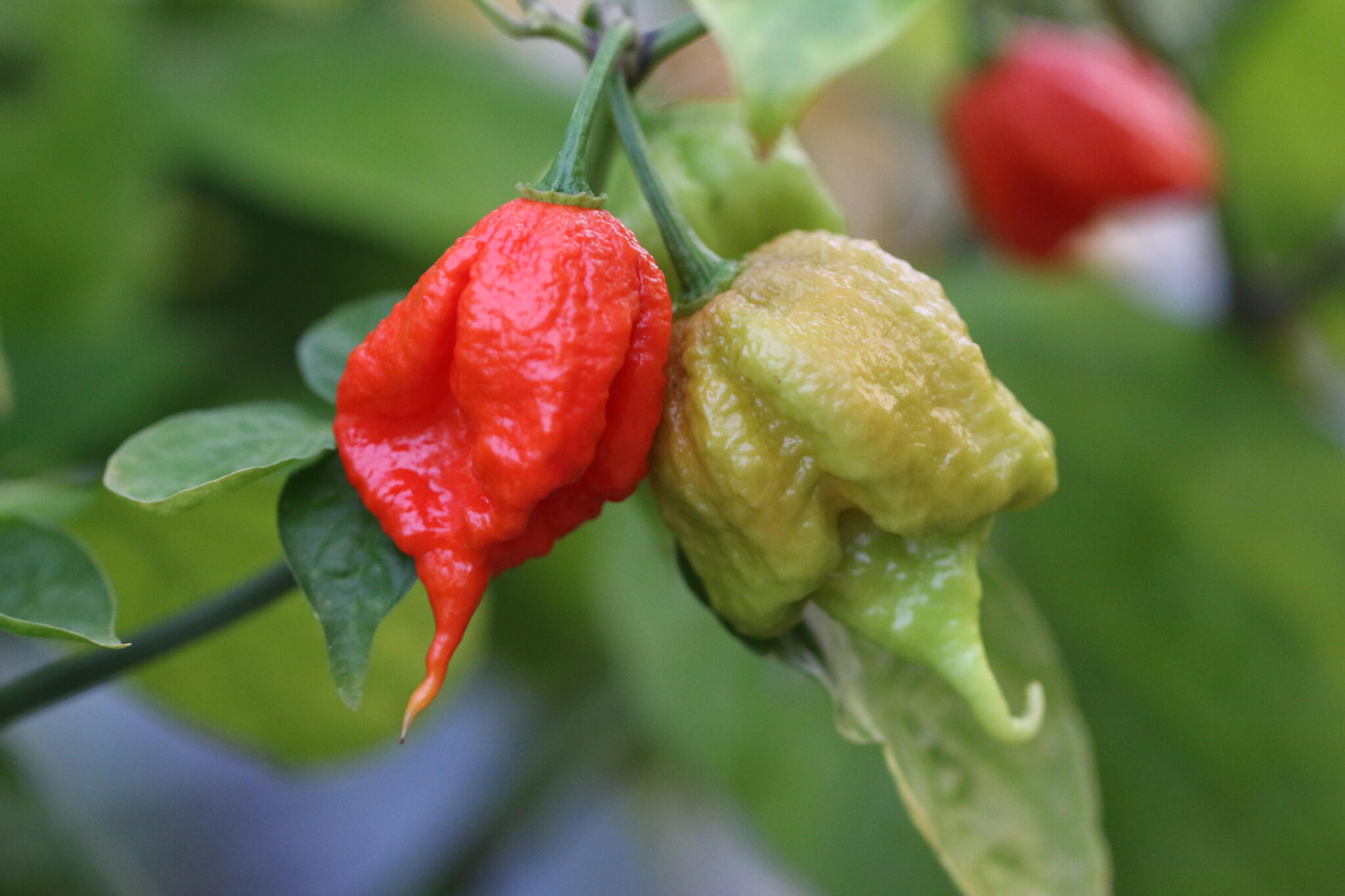 Carolina Reaper miniatyrbild 2