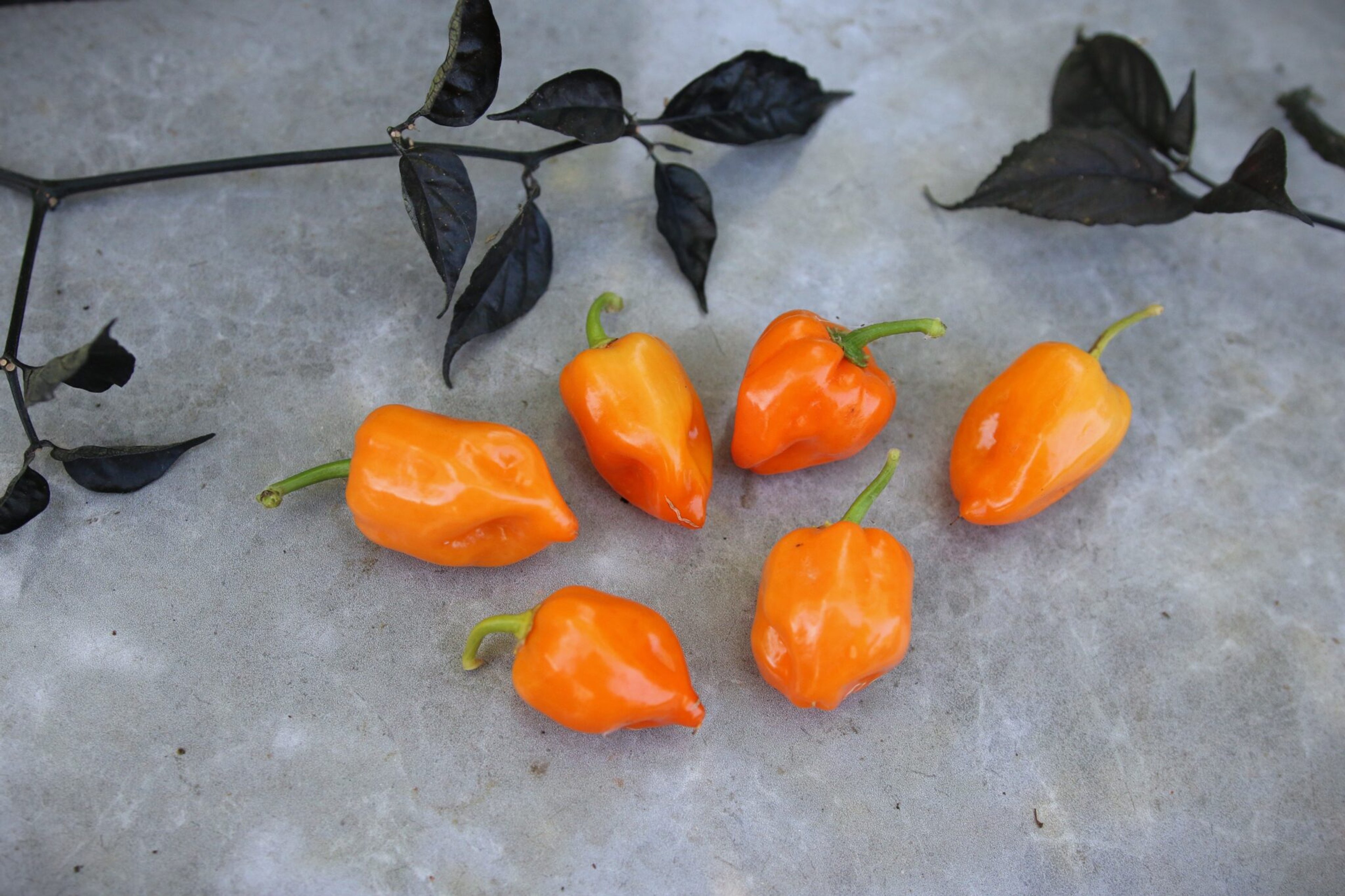 Habanero Mexican Orange - Svenskodlade chilifrön från Svenska Frön