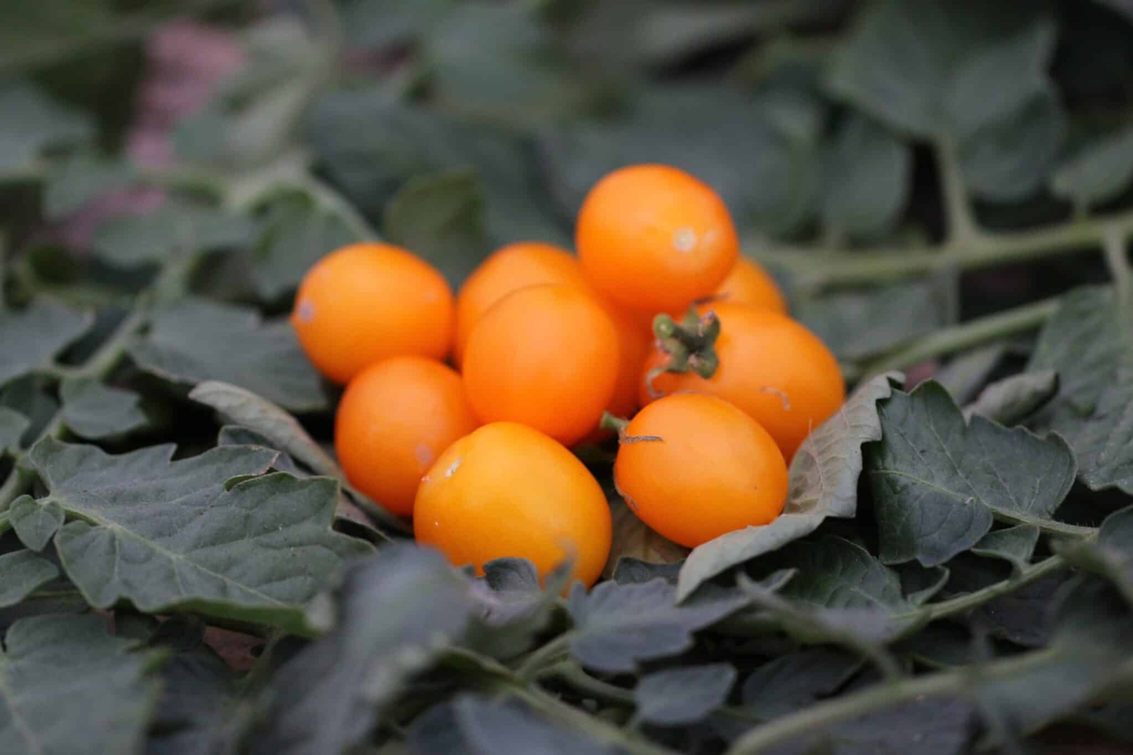 Primagold - Svenskodlade tomatfrön från Svenska Frön