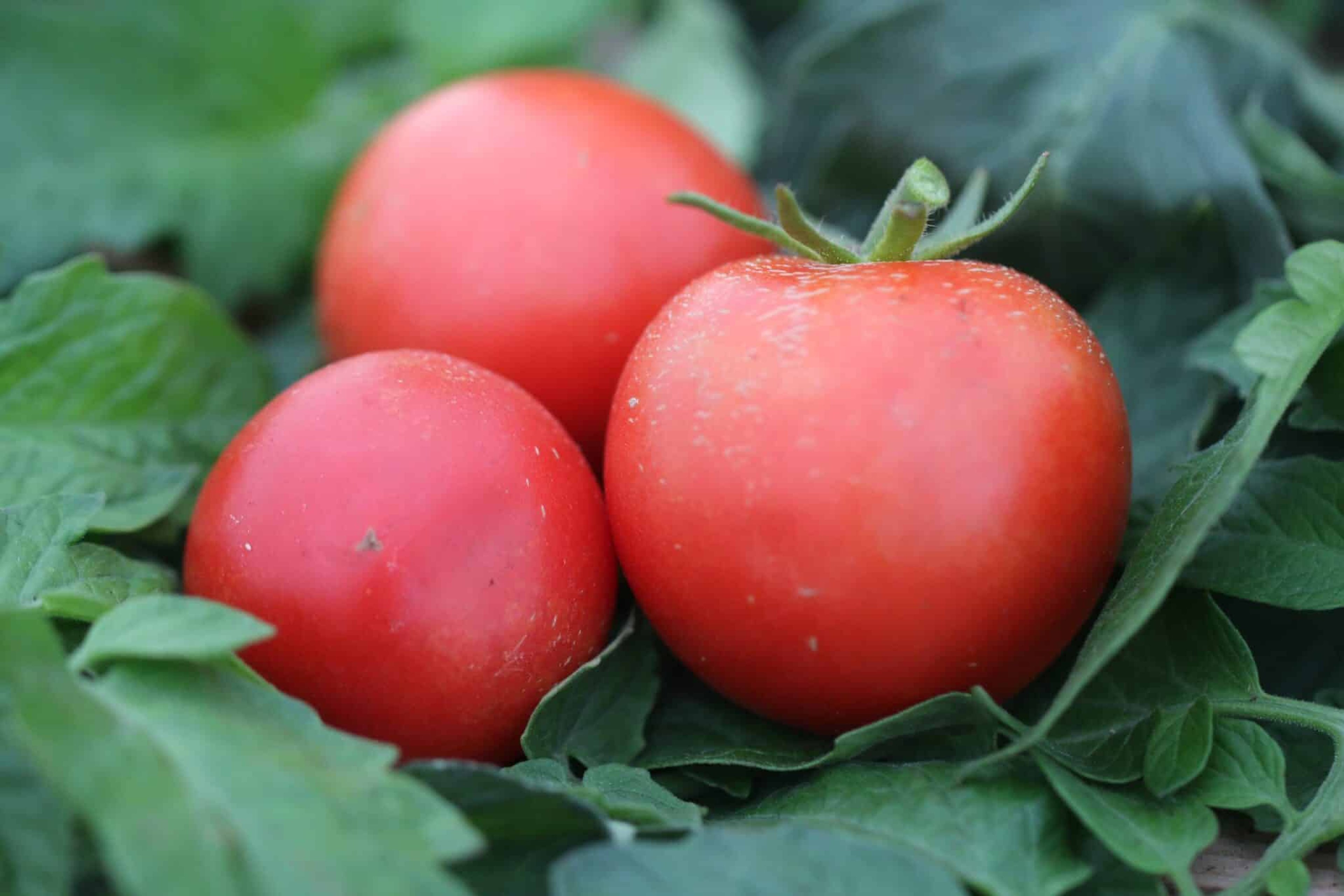 Alicante - Svenskodlade tomatfrön från Svenska Frön
