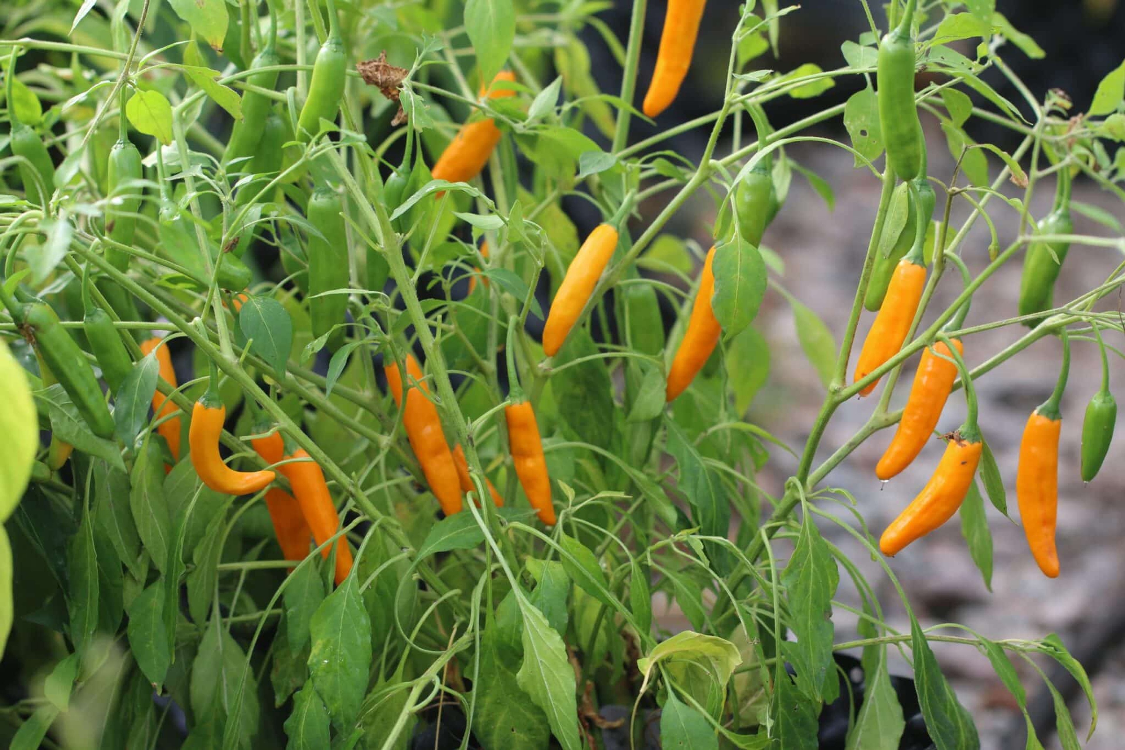 Costeno Amarillo - Svenskodlade chilifrön från Svenska Frön