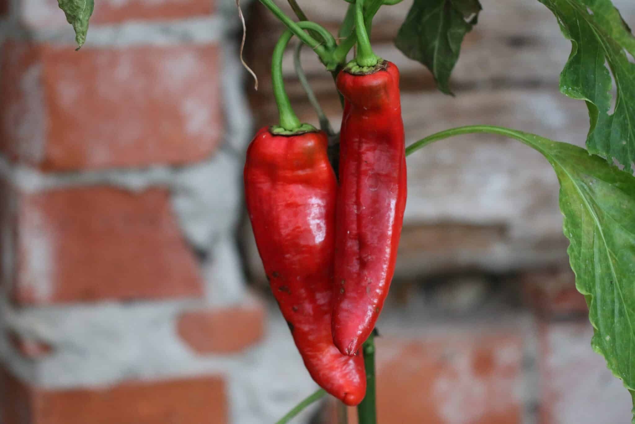 Köp Spetspaprika - Chilifrön online hos Svenska Frön Spetspaprika - Svenskodlade chilifrön från Svenska Frön