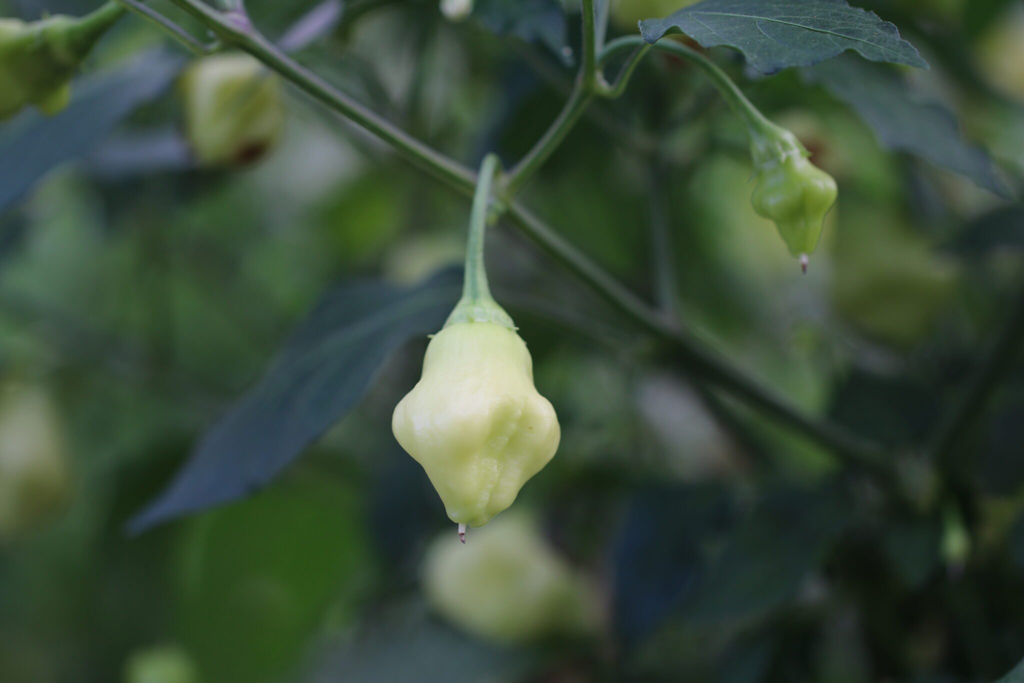 Köp Aji White Fantasy - Chilifrön online hos Svenska Frön Aji White Fantasy - Svenskodlade chilifrön från Svenska Frön