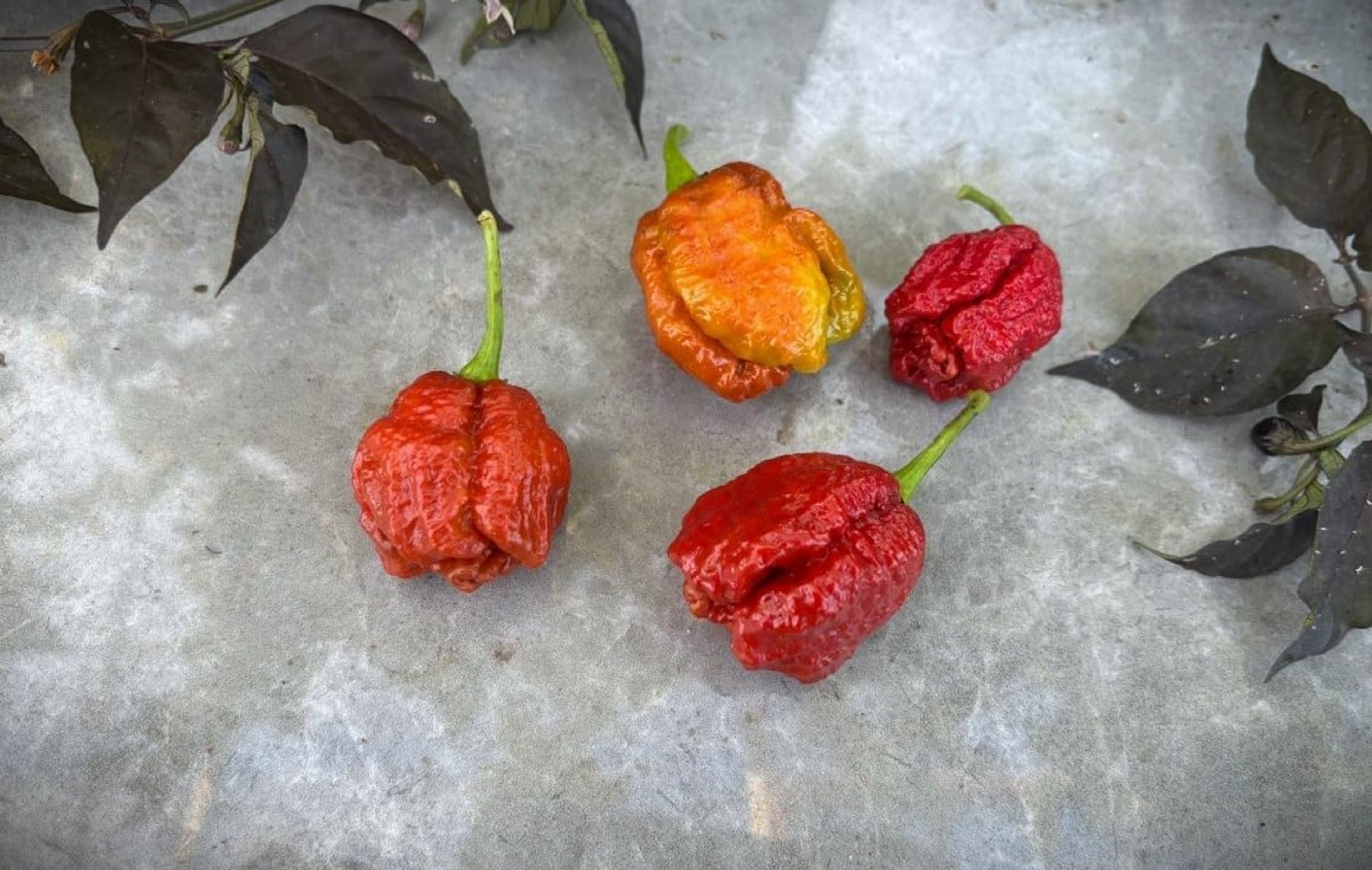 Carolina Reaper Caramel - Svenskodlade chilifrön från Svenska Frön