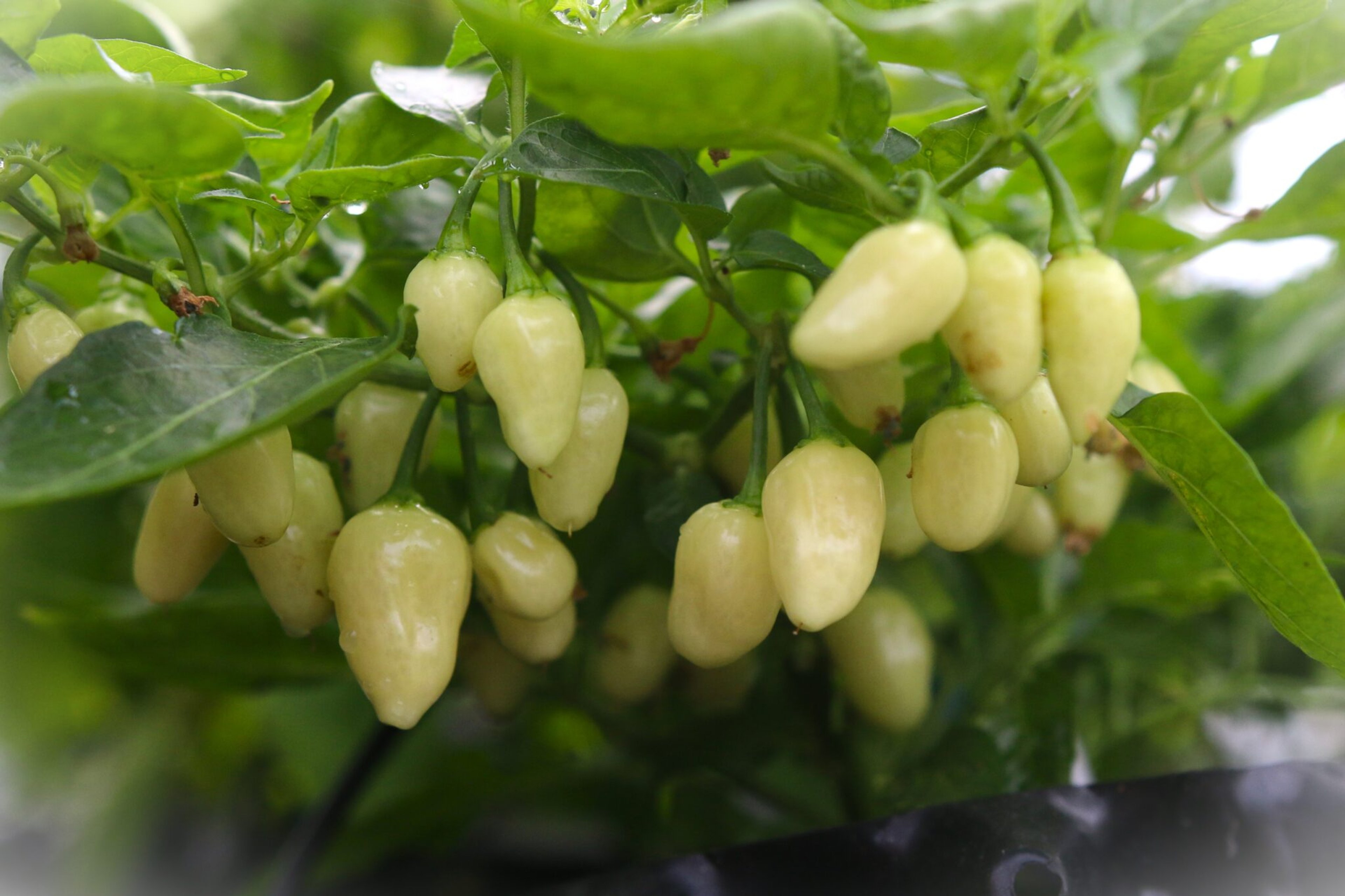 Cheiro Recife - Svenskodlade chilifrön från Svenska Frön