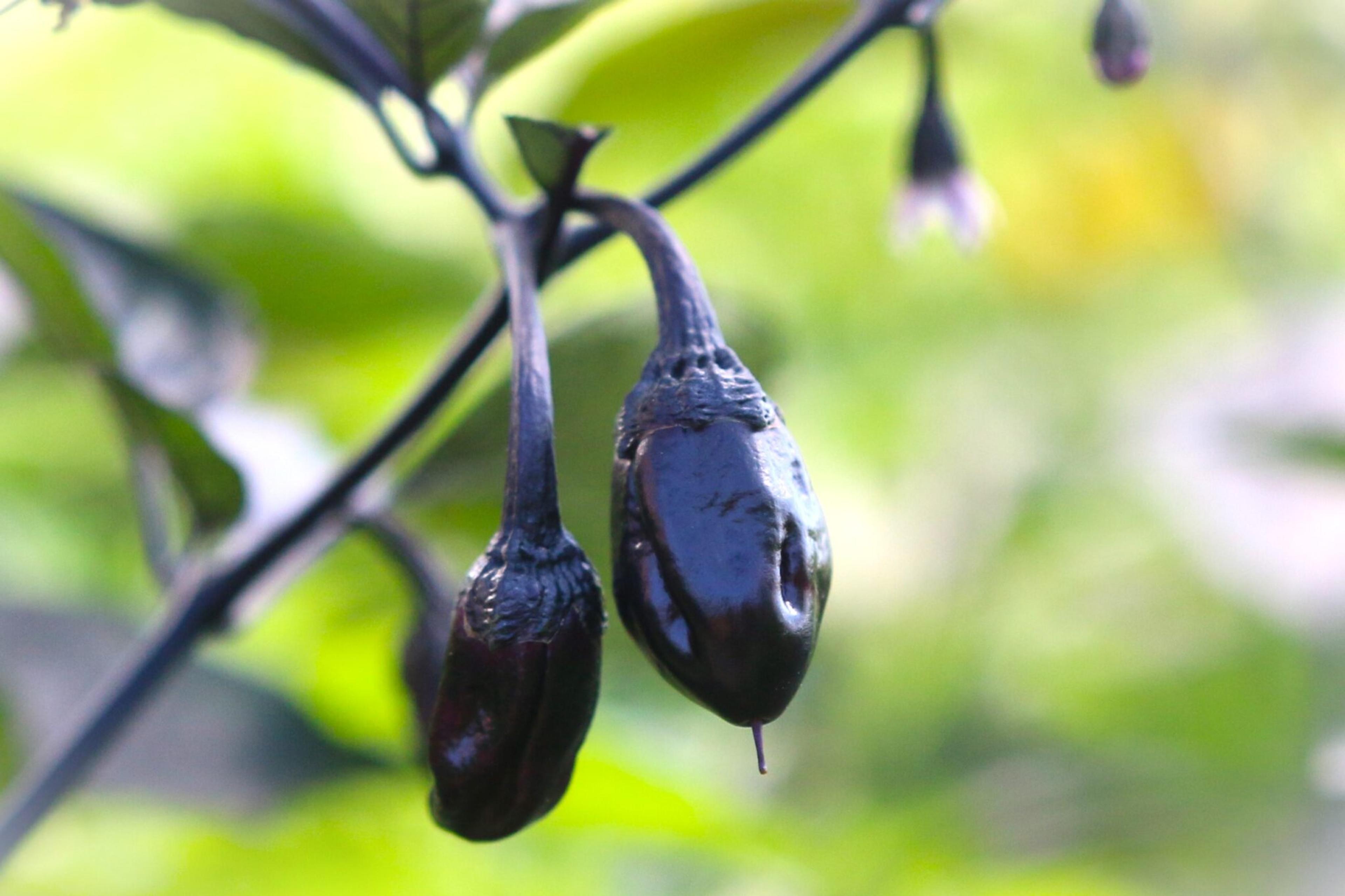 BBG7 MAMP Purple miniatyrbild 3