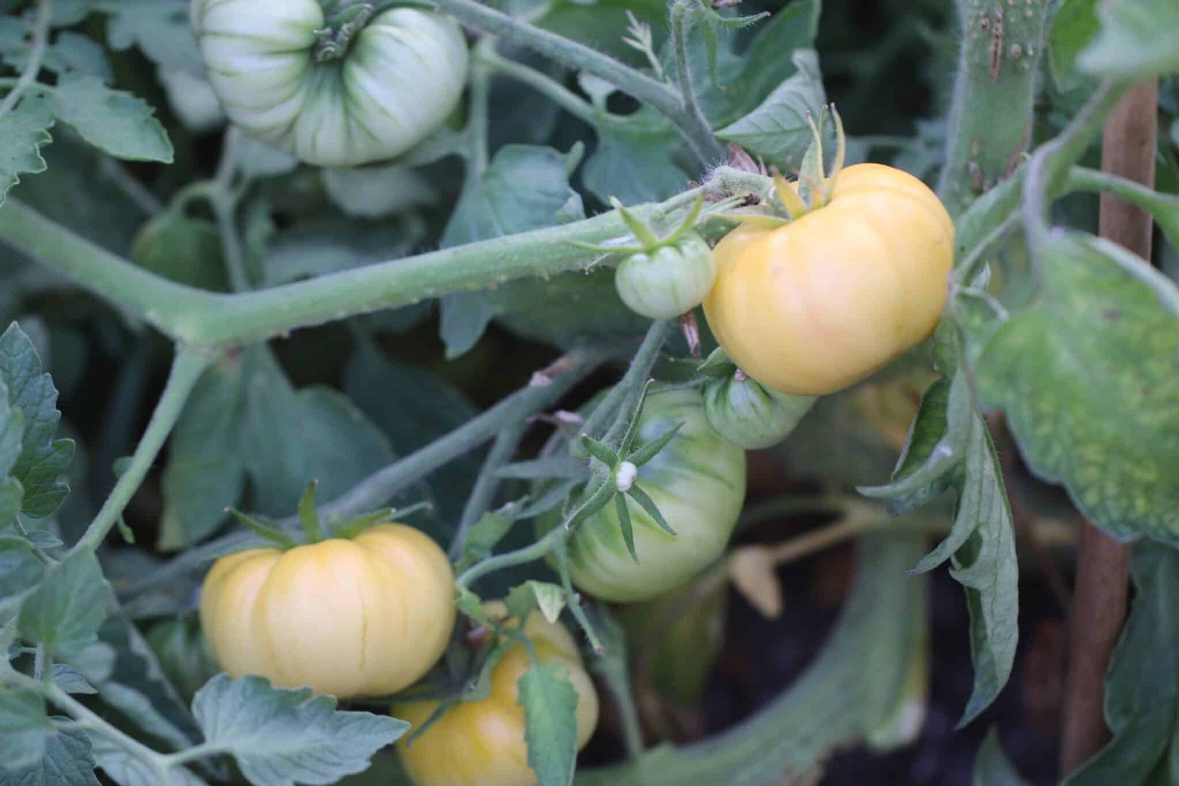 White Tomesol - Svenskodlade tomatfrön från Svenska Frön