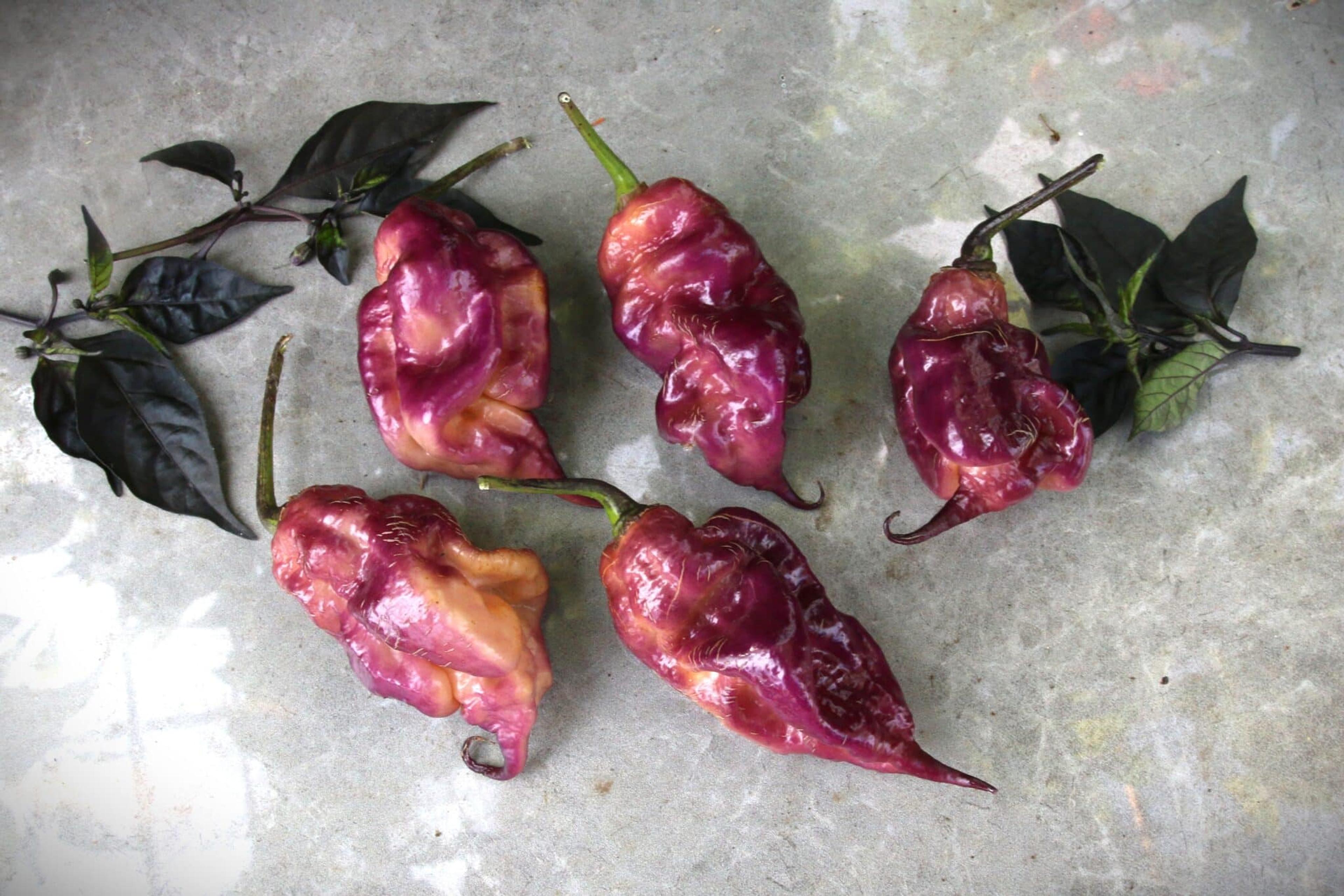 Ganzo Peach miniatyrbild 2