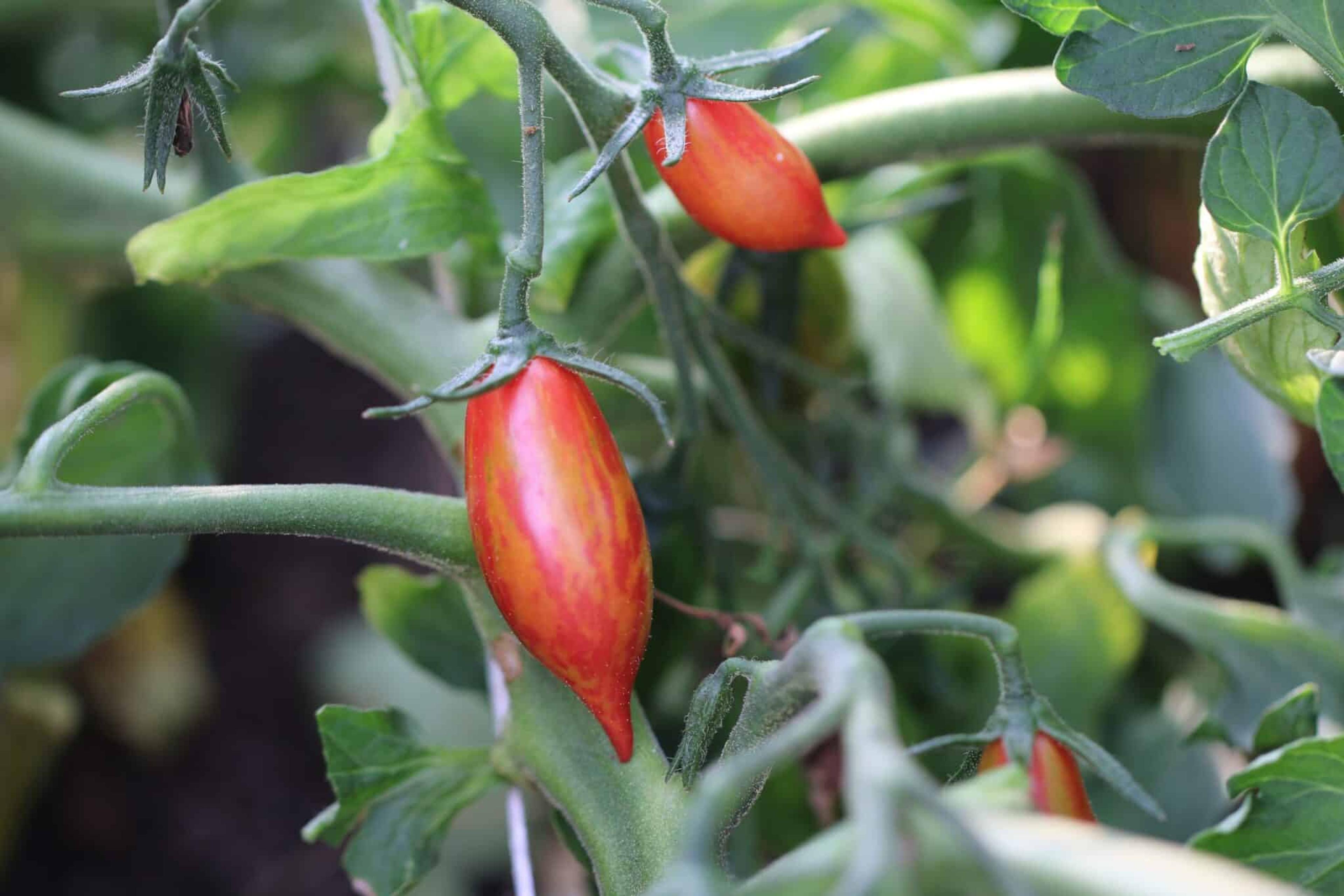 Artisan Pink Tiger miniatyrbild 2