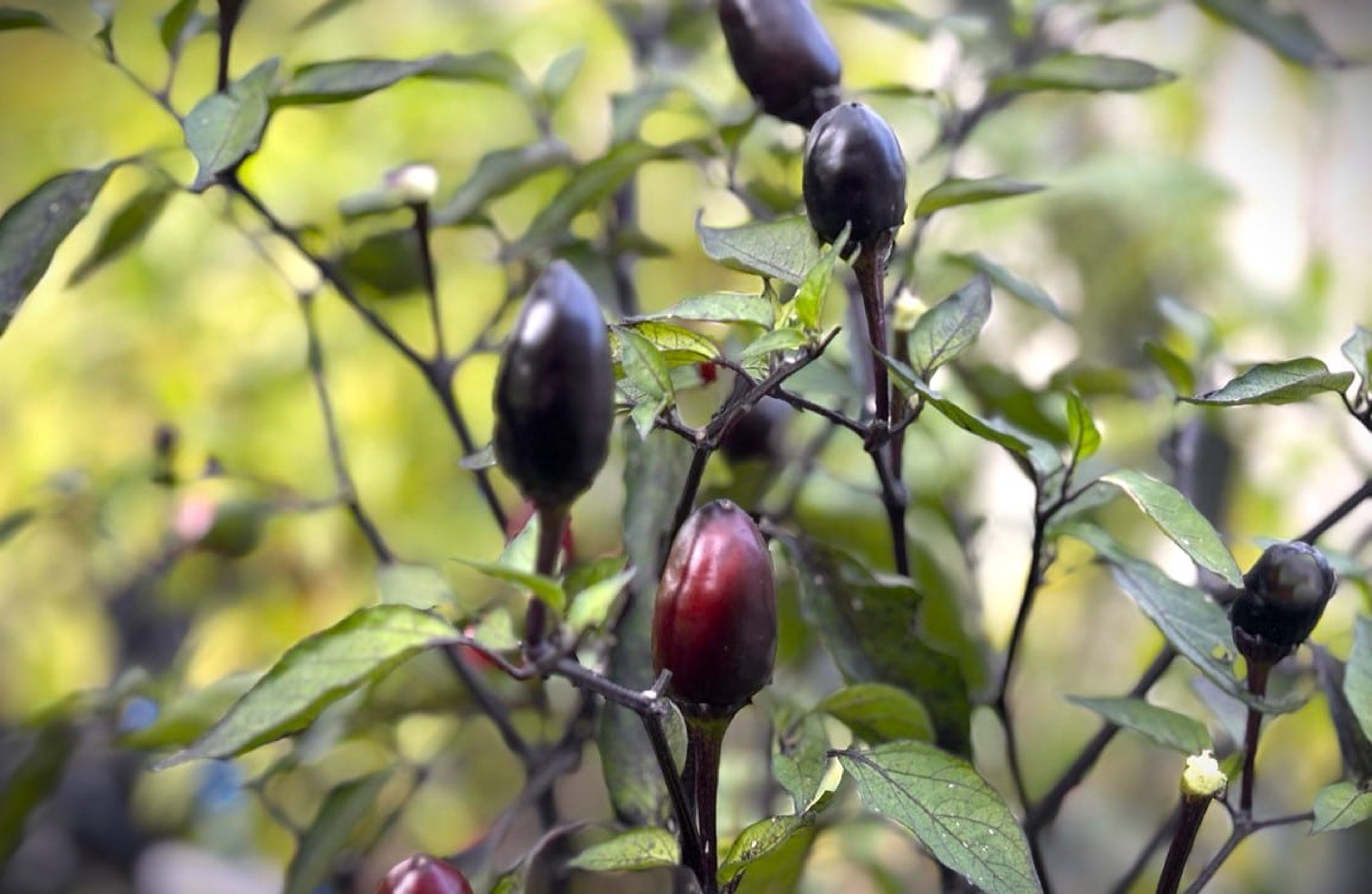 Peruvian Purple - Svenskodlade chilifrön från Svenska Frön