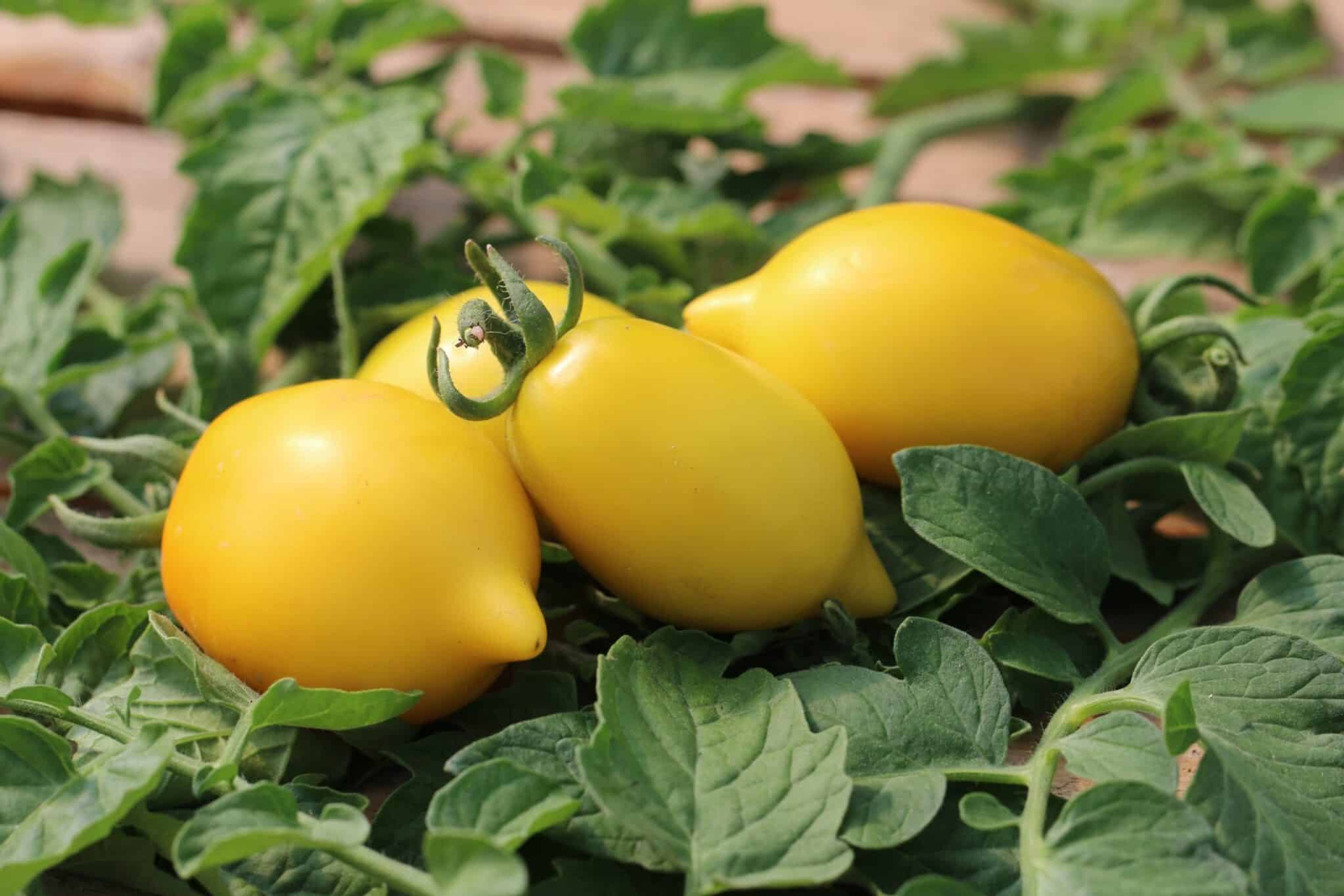 Gula citronformade Lemon Plum-tomater i klase