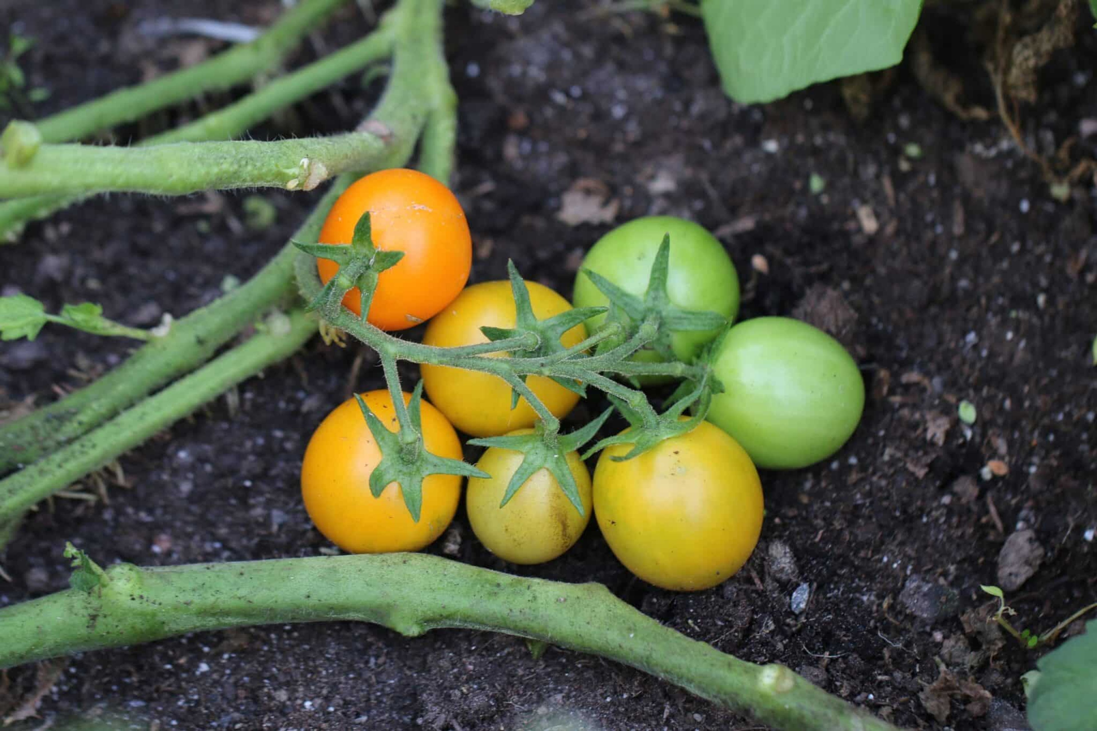 Sundrop - Svenskodlade tomatfrön från Svenska Frön