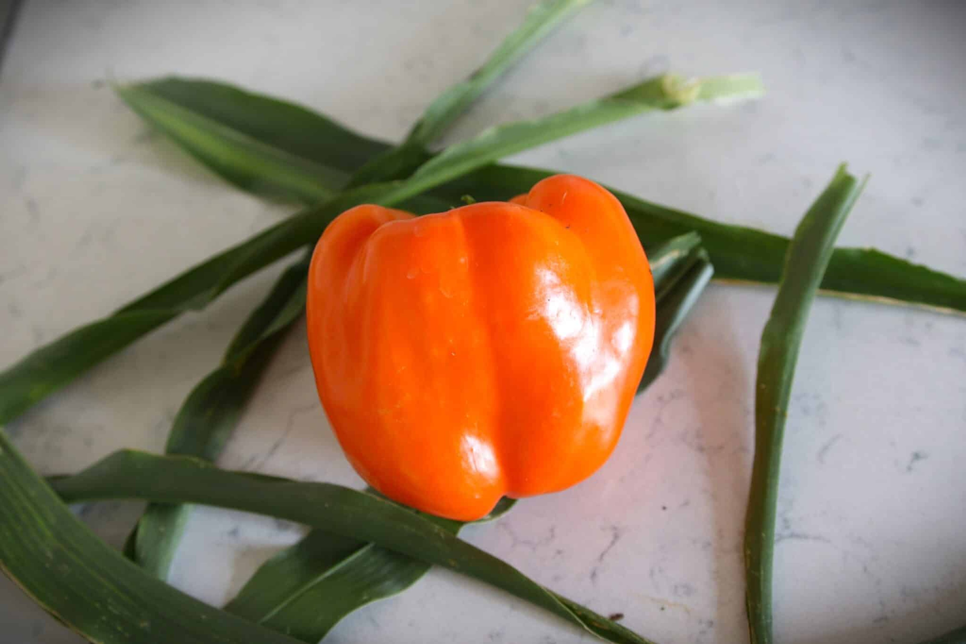 Etiuda - Svenskodlade chilifrön från Svenska Frön