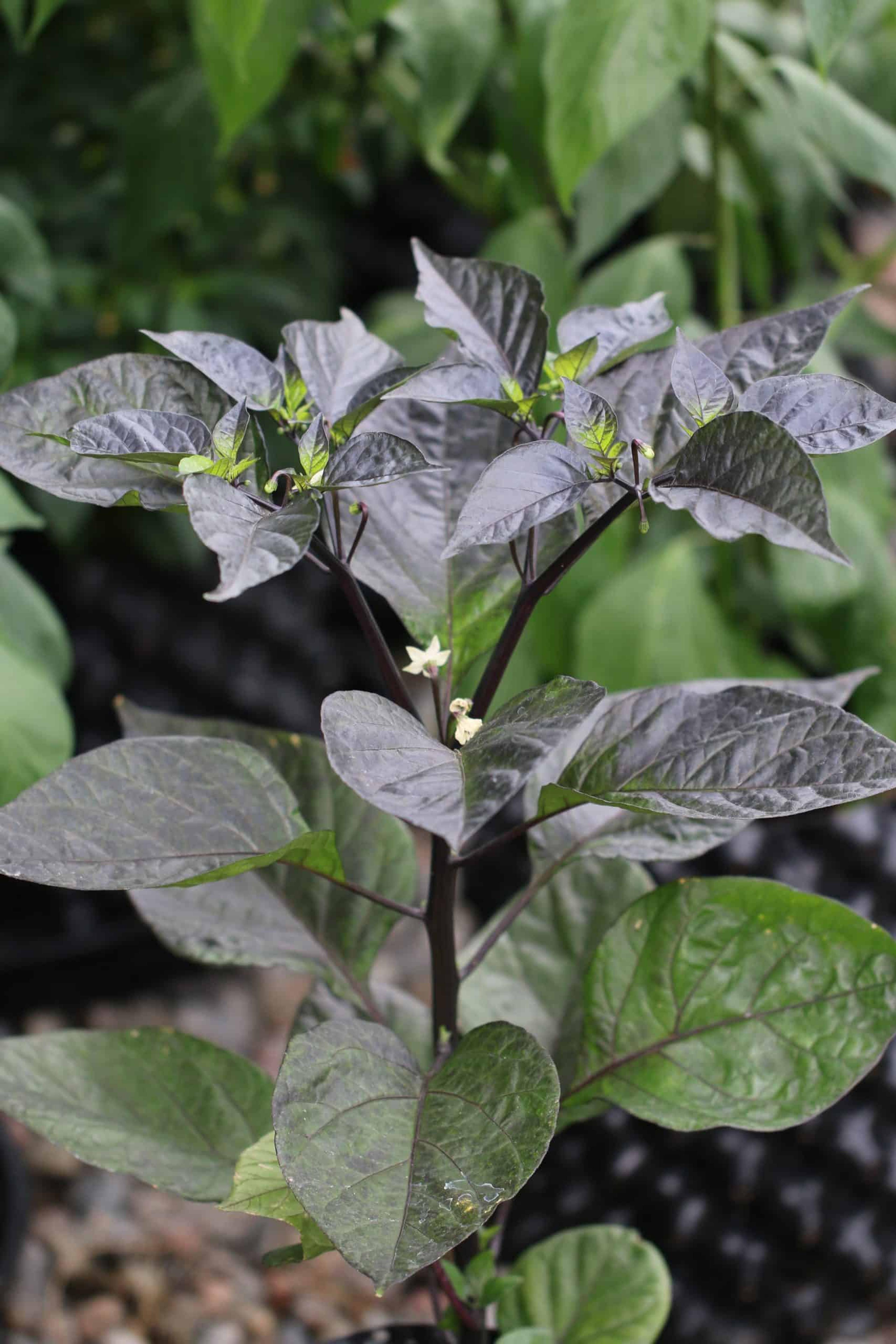 Yaki Red miniatyrbild 2