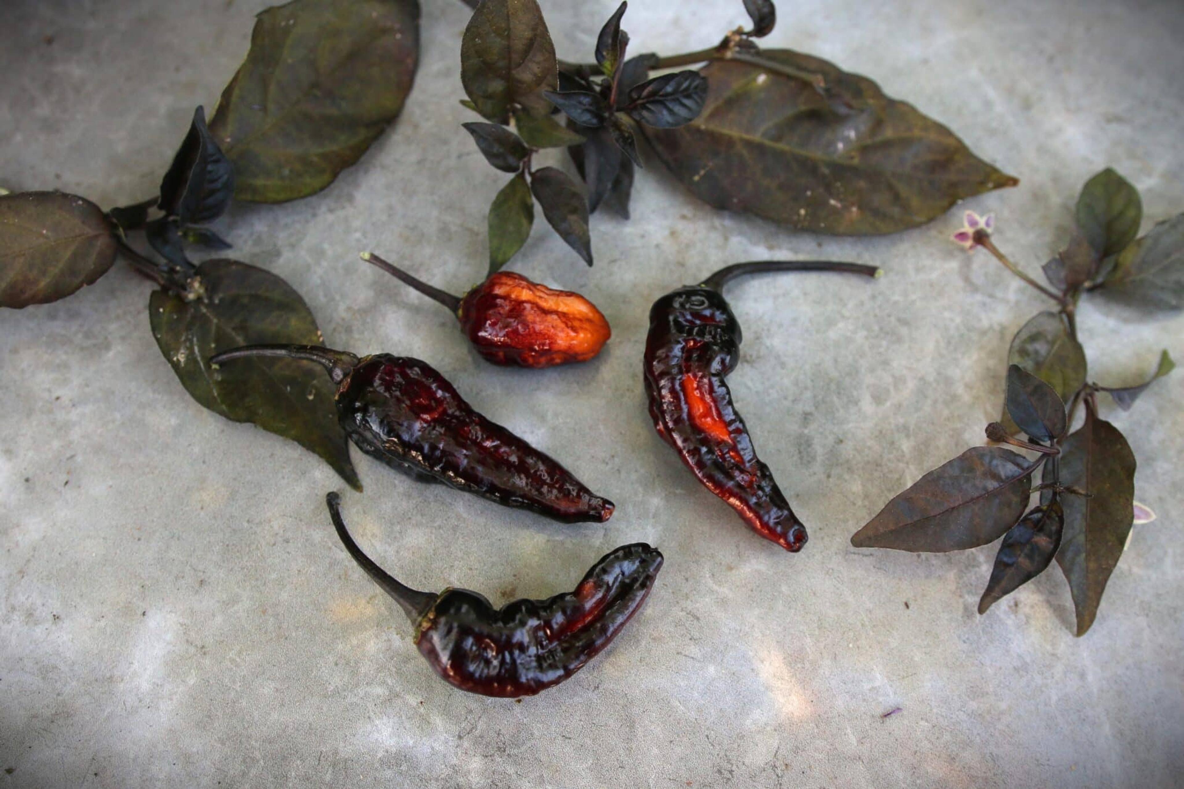 Hallows Eve miniatyrbild 2