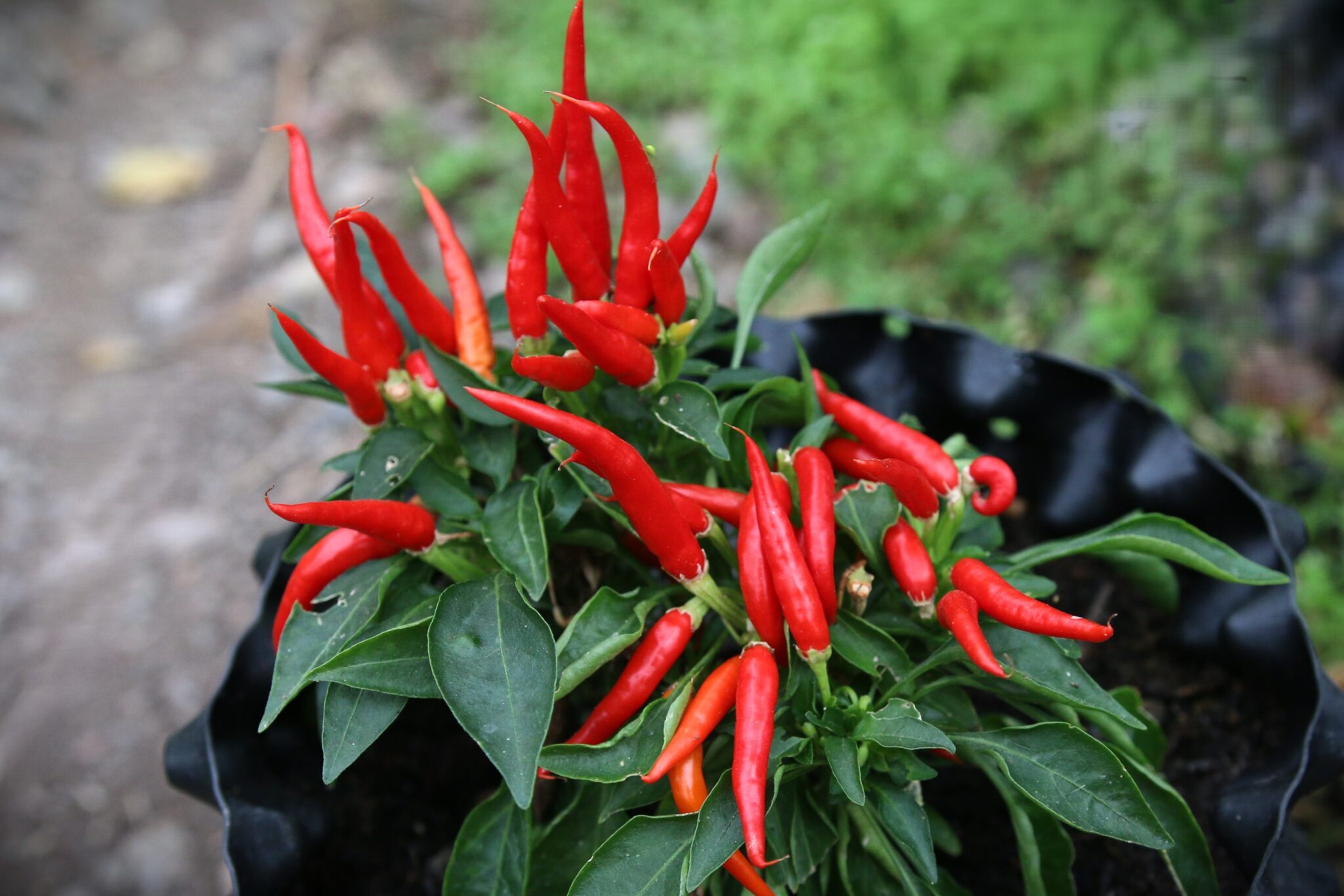 Medusa - Svenskodlade chilifrön från Svenska Frön