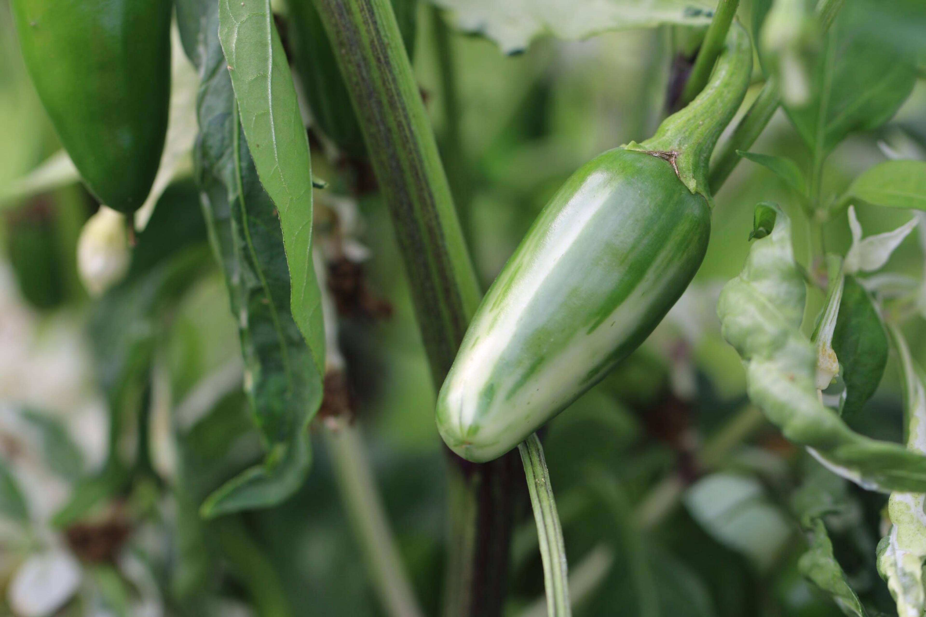 Mattapeno miniatyrbild 2