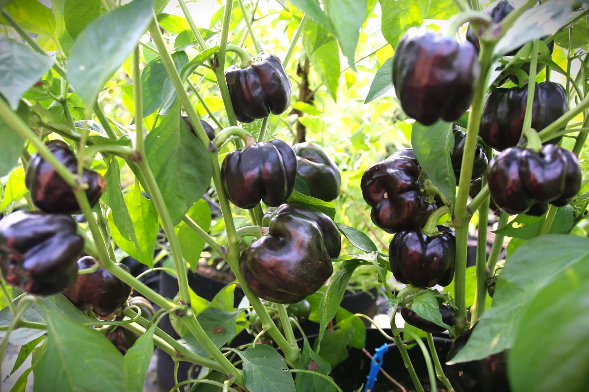 Köp Andromeda - Chilifrön online hos Svenska Frön Andromeda - Svenskodlade chilifrön från Svenska Frön