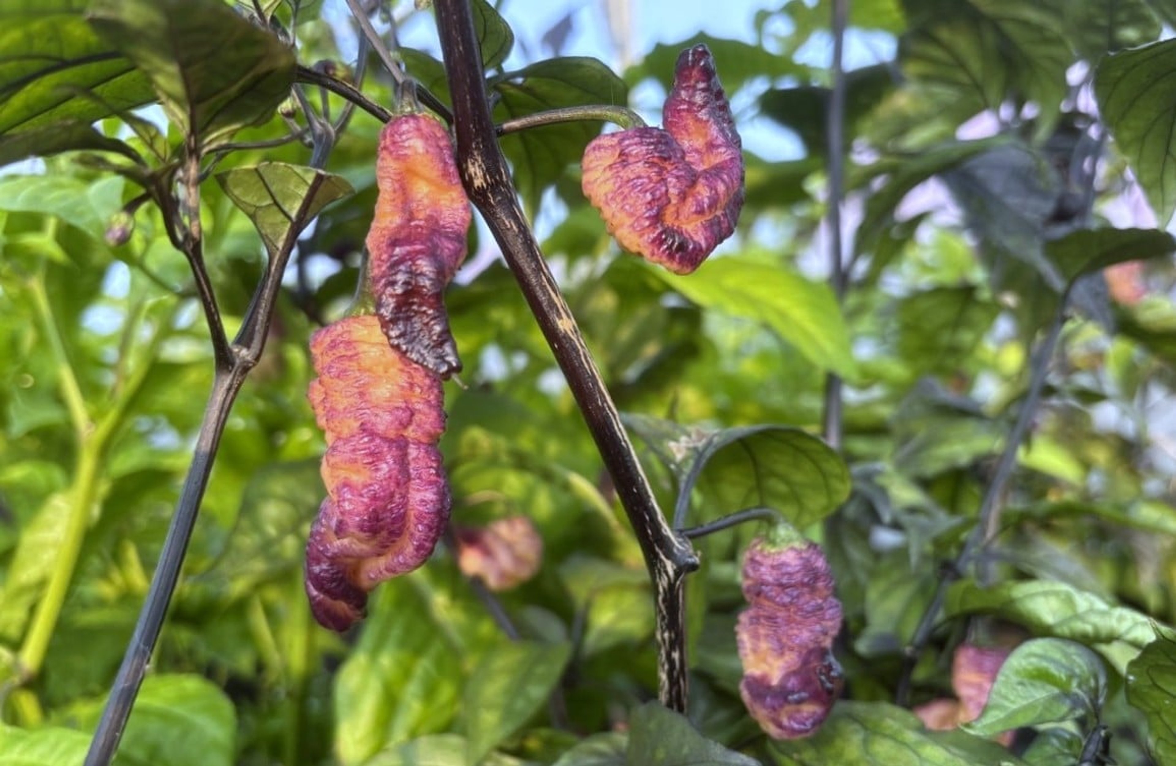 Thunderstorm - Svenskodlade chilifrön från Svenska Frön