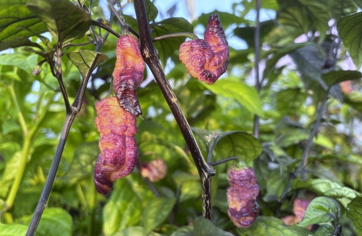 Köp Thunderstorm - Chilifrön online hos Svenska Frön Thunderstorm - Svenskodlade chilifrön från Svenska Frön