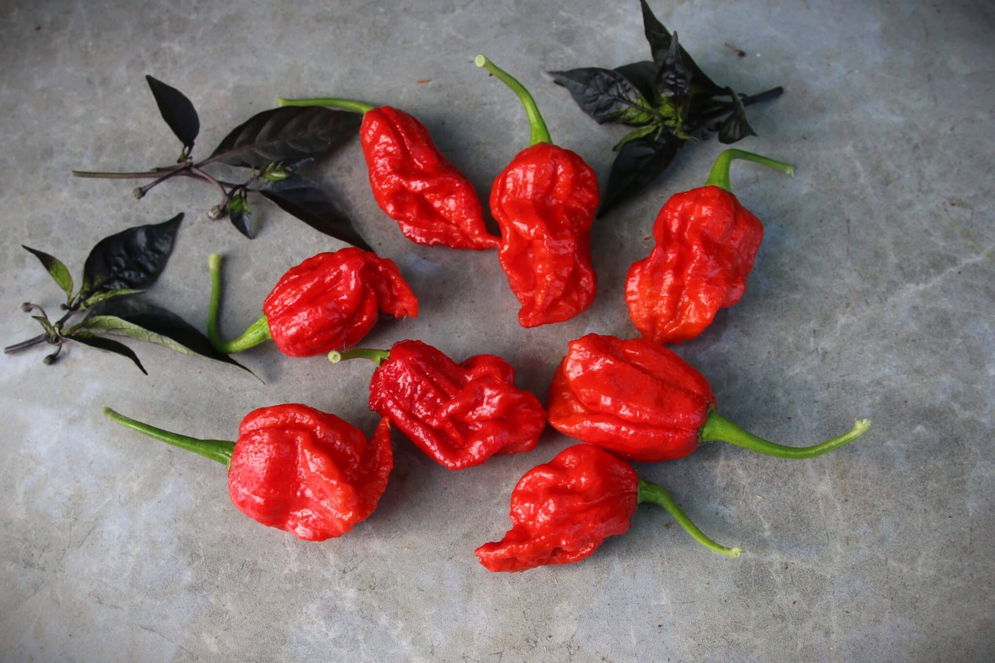 Köp Primo x Boc - Chilifrön online hos Svenska Frön Primo x Boc - Svenskodlade chilifrön från Svenska Frön