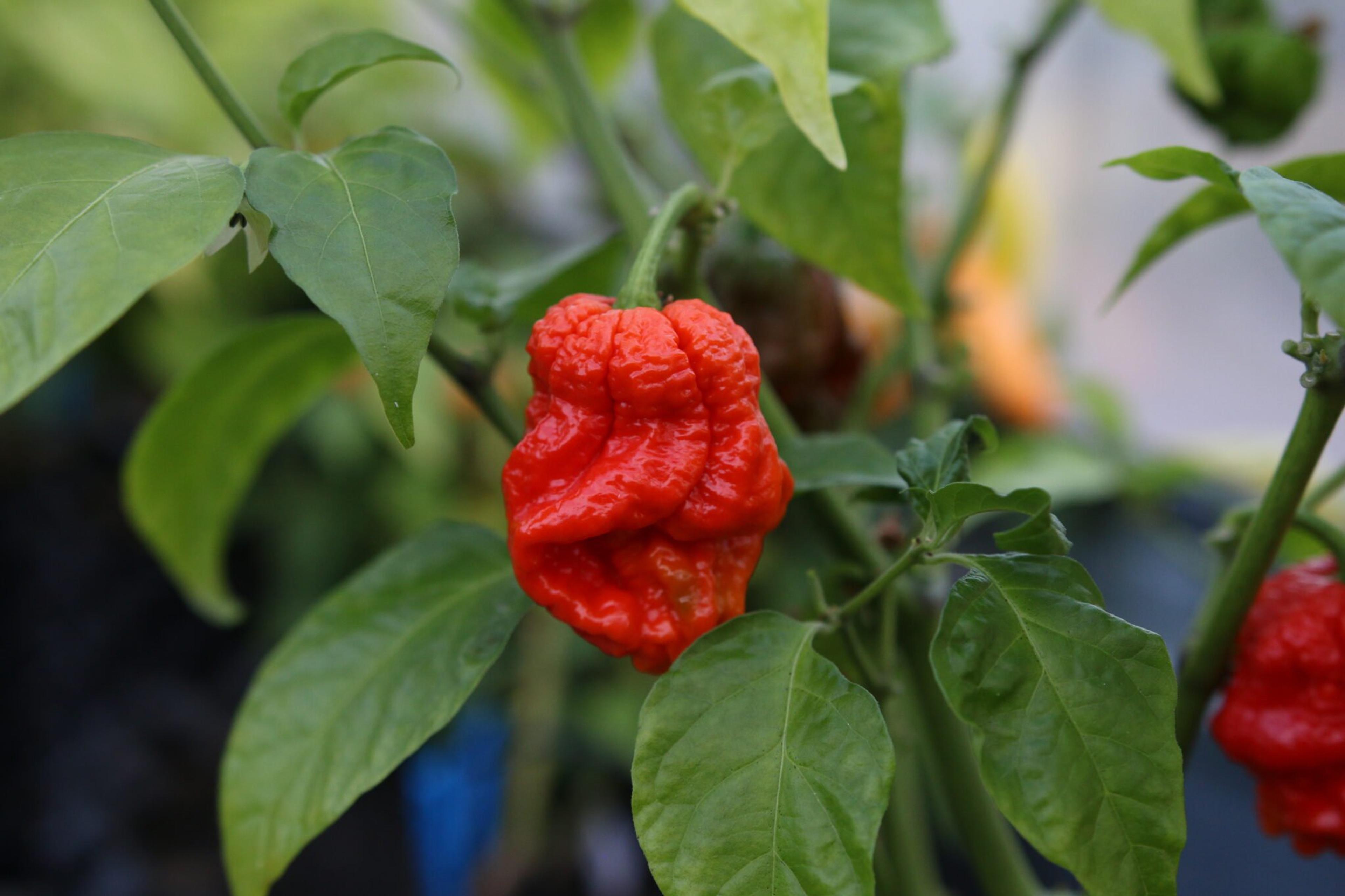 Primo Lucifer XL miniatyrbild 3