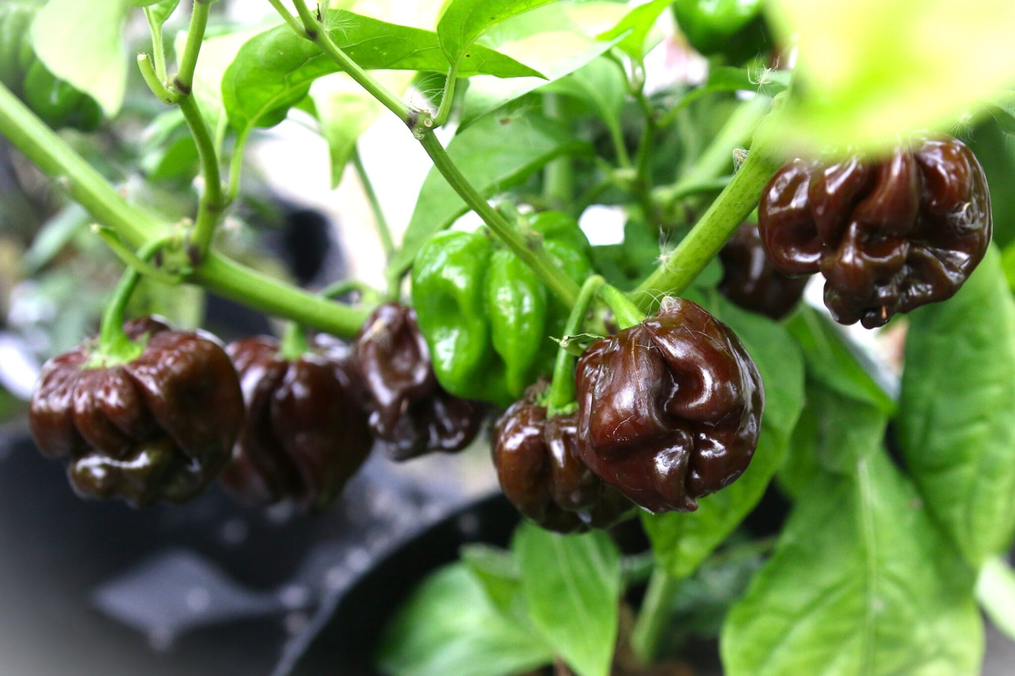 Odinosaur - Svenskodlade chilifrön från Svenska Frön