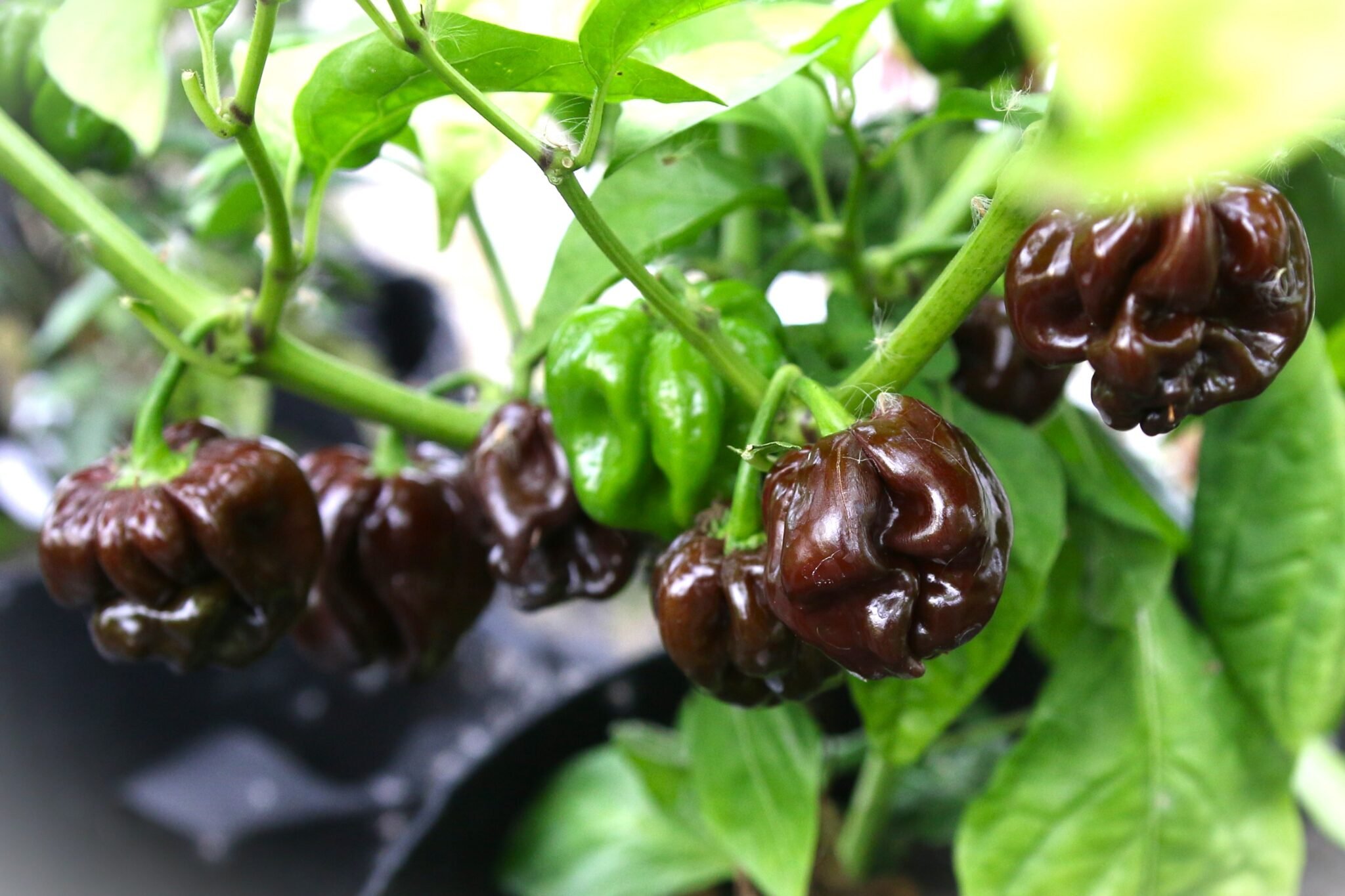 Köp Odinosaur - Chilifrön online hos Svenska Frön Odinosaur - Svenskodlade chilifrön från Svenska Frön