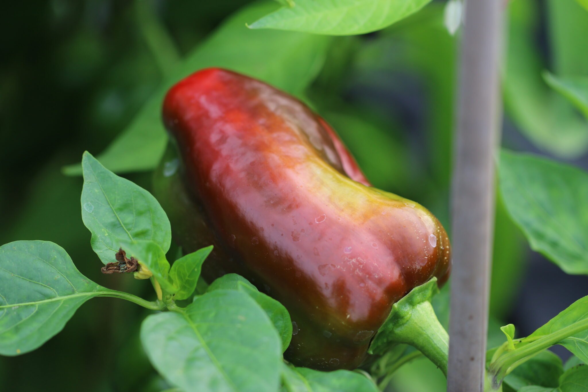 Köp King of the North - Chilifrön online hos Svenska Frön King of the North - Svenskodlade chilifrön från Svenska Frön