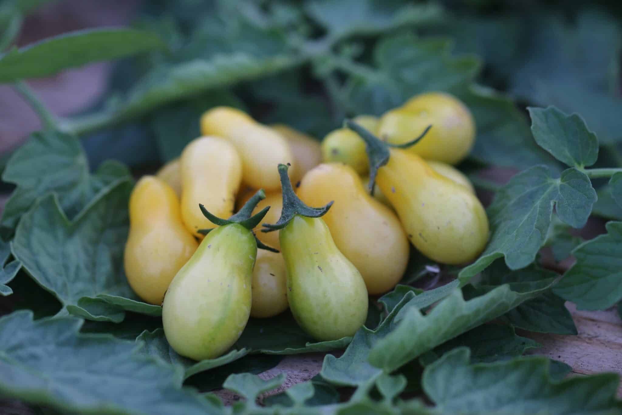Köp San Marzano Mini Gul - Tomatfrön online hos Chilifrön.se Gula avlånga San Marzano Mini Gul-tomater på kvist