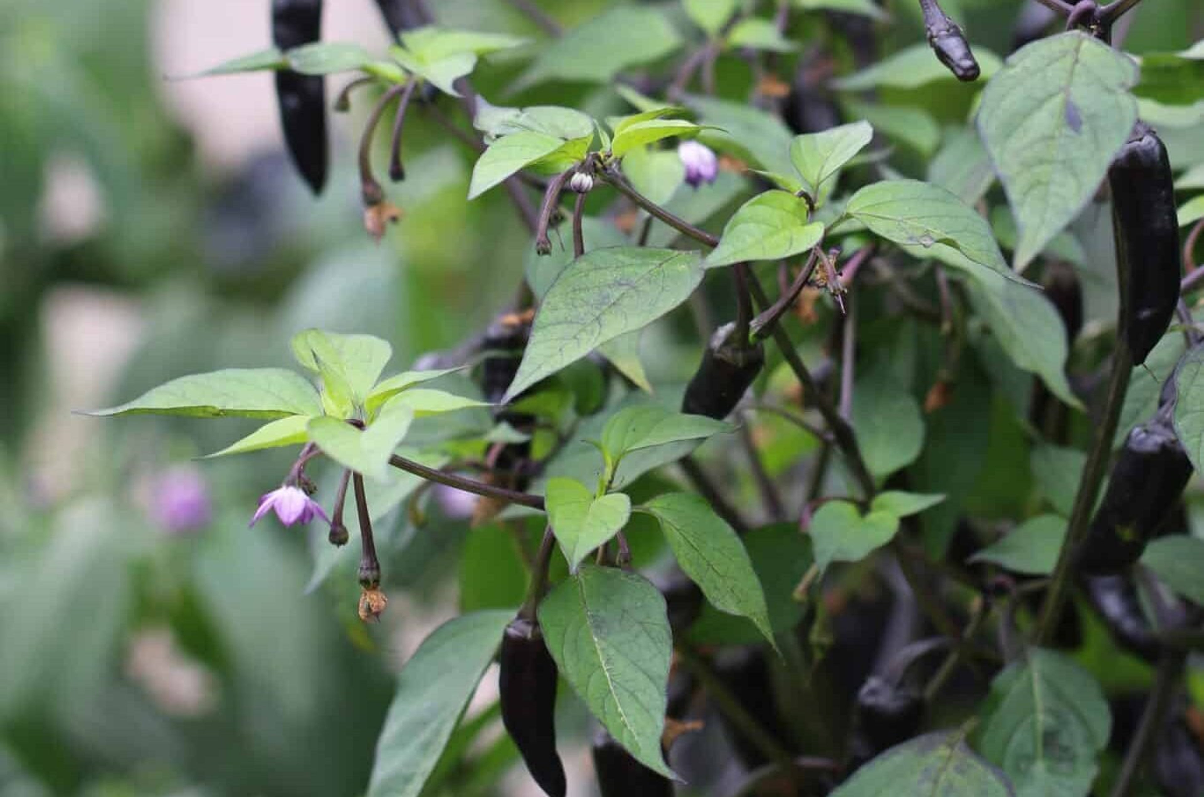 Variegata/ PurpleTiger - Svenskodlade chilifrön från Svenska Frön