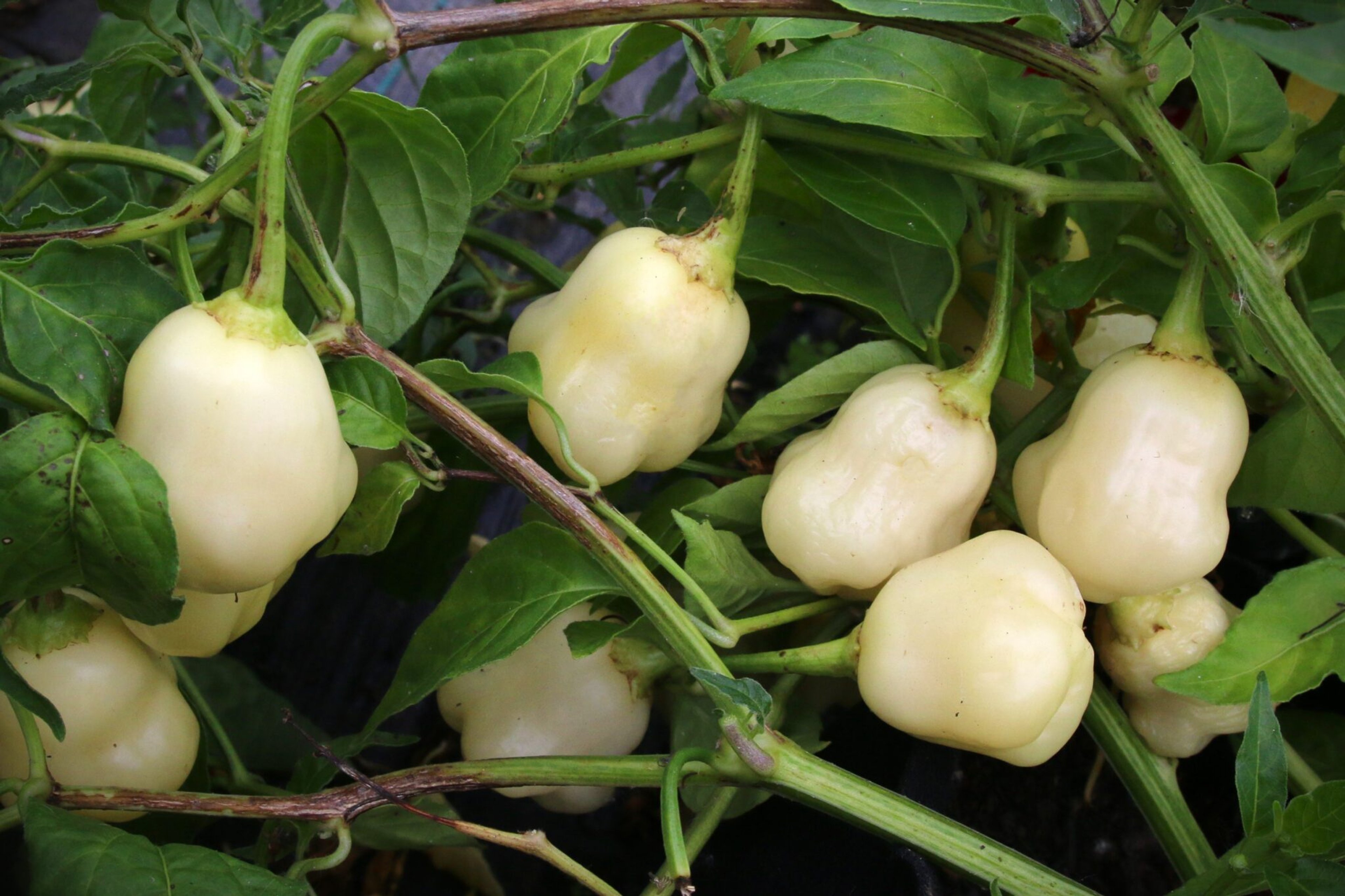 Sugar Rush Cream - Svenskodlade chilifrön från Svenska Frön